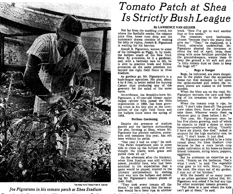 Tomatoes at the Diamond  