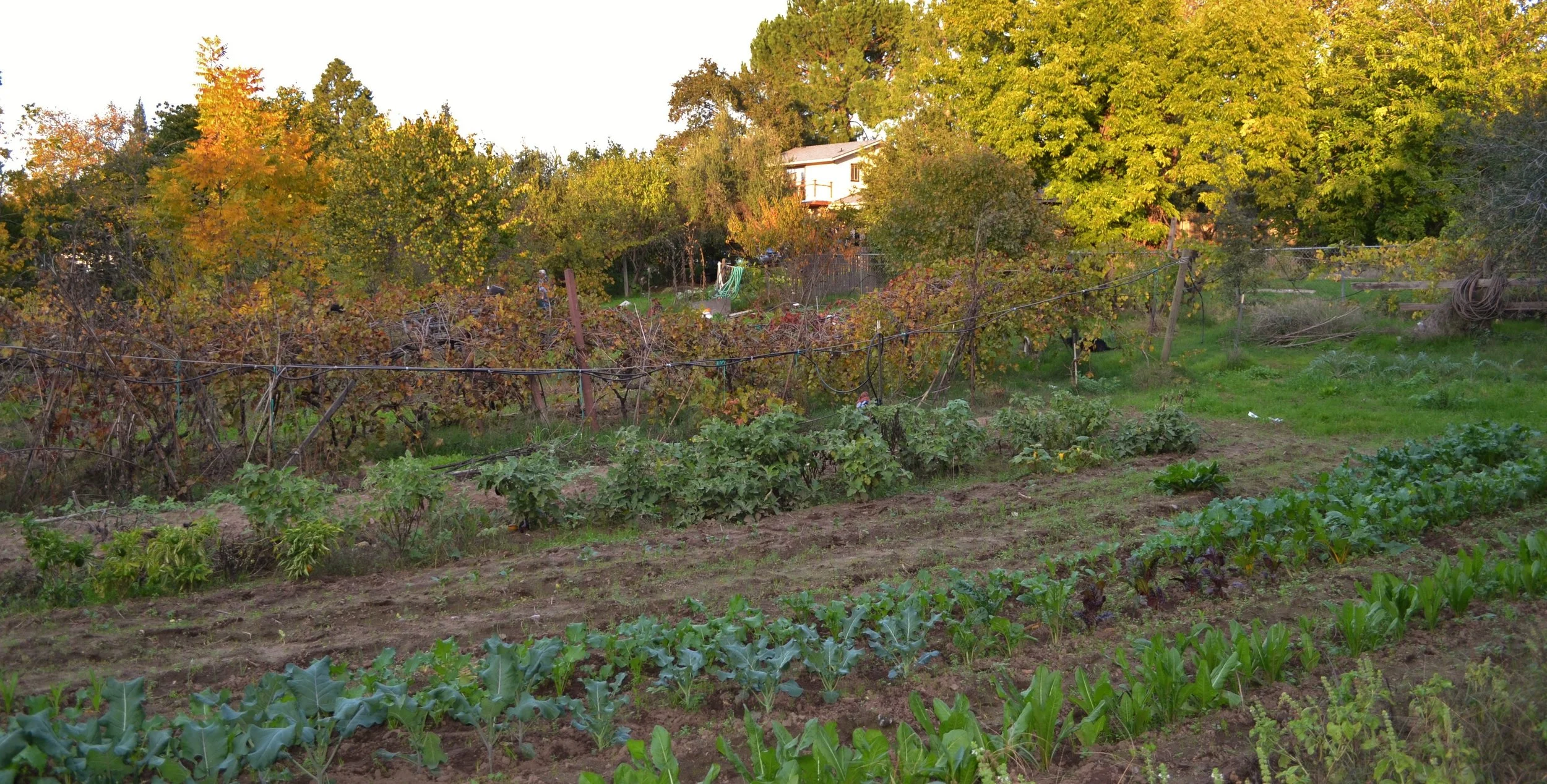 An Afternoon in Italy in California  