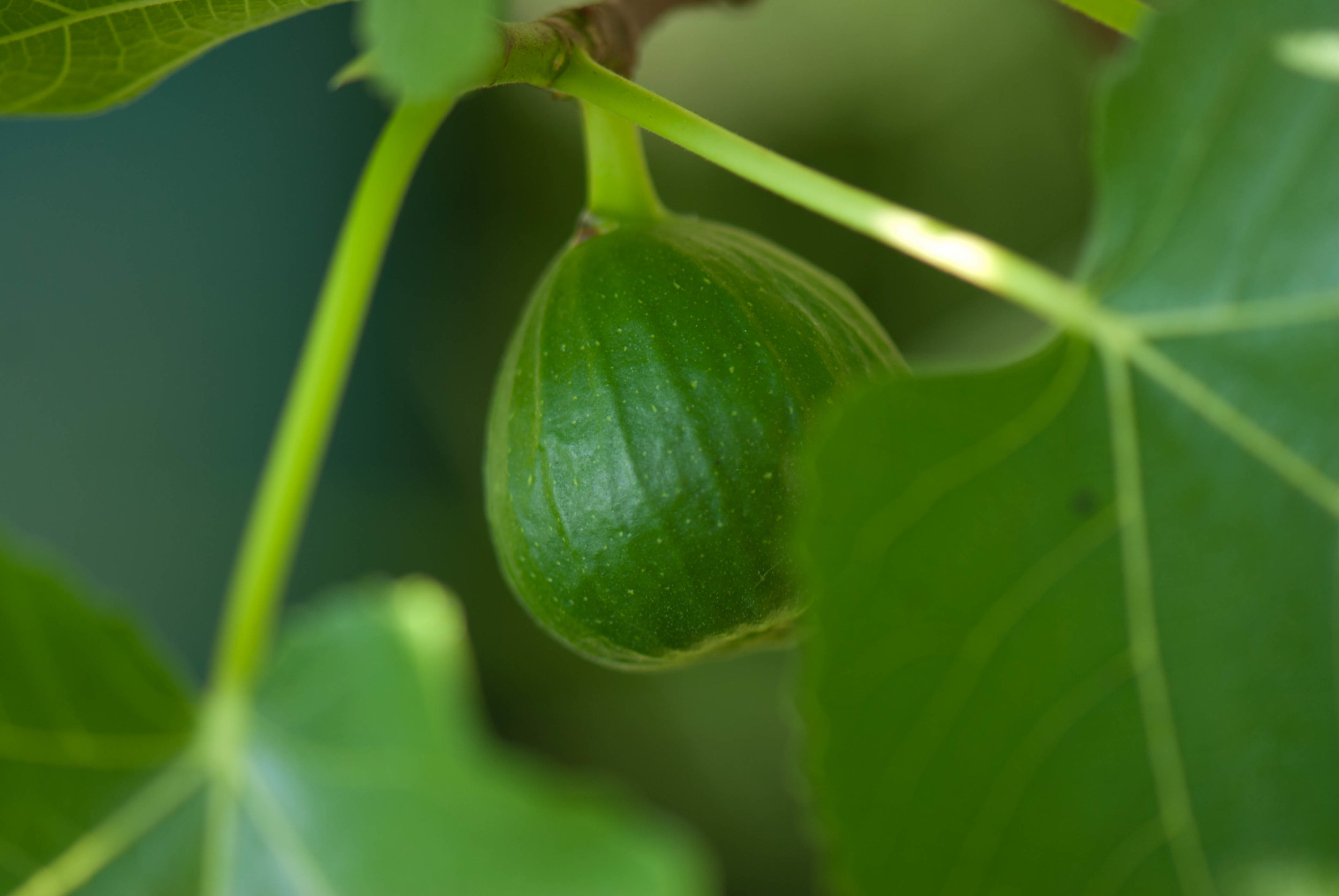 Are You Stuck with a Tree Full of Unripe Figs? — The Italian Garden Project