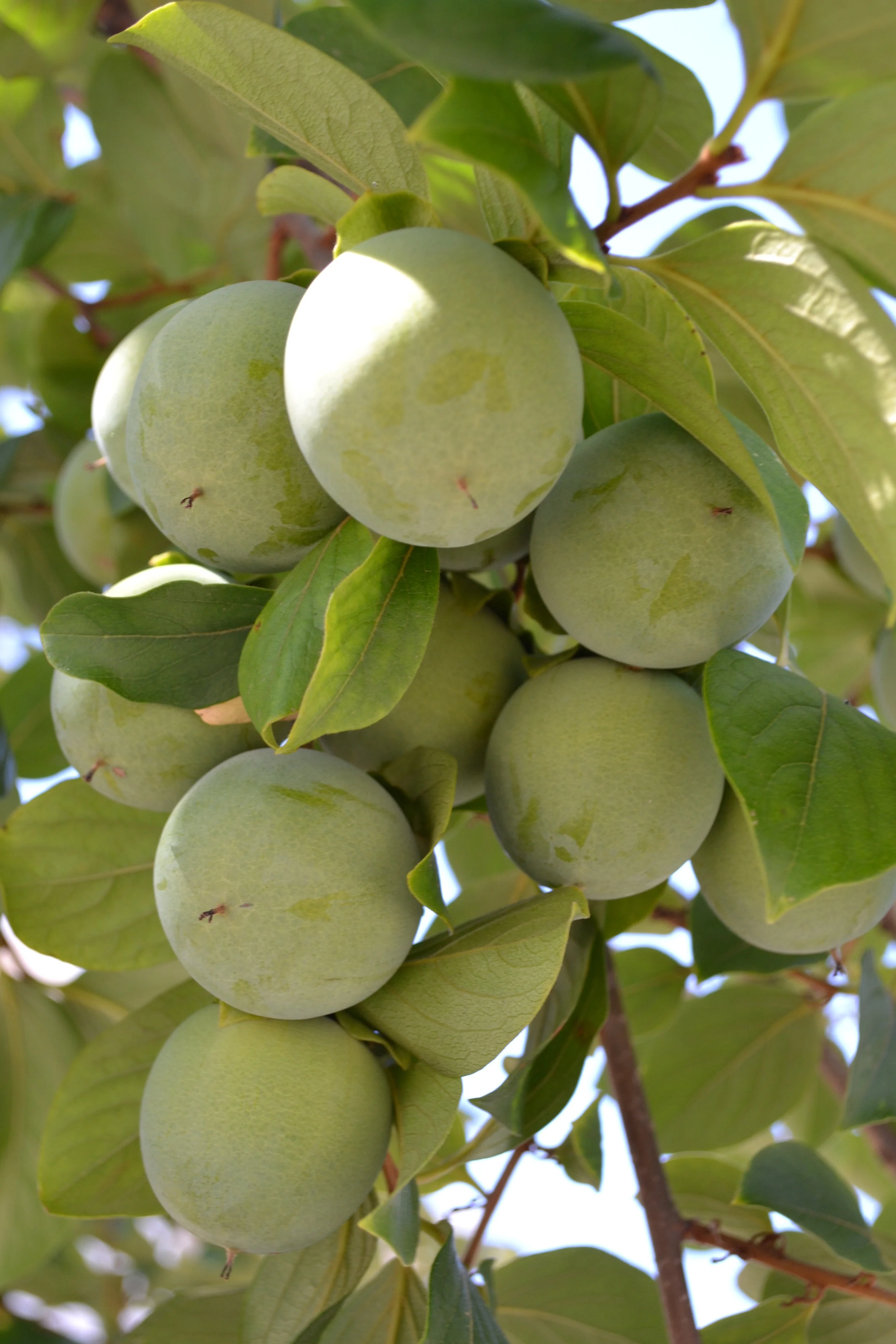 Persimmons