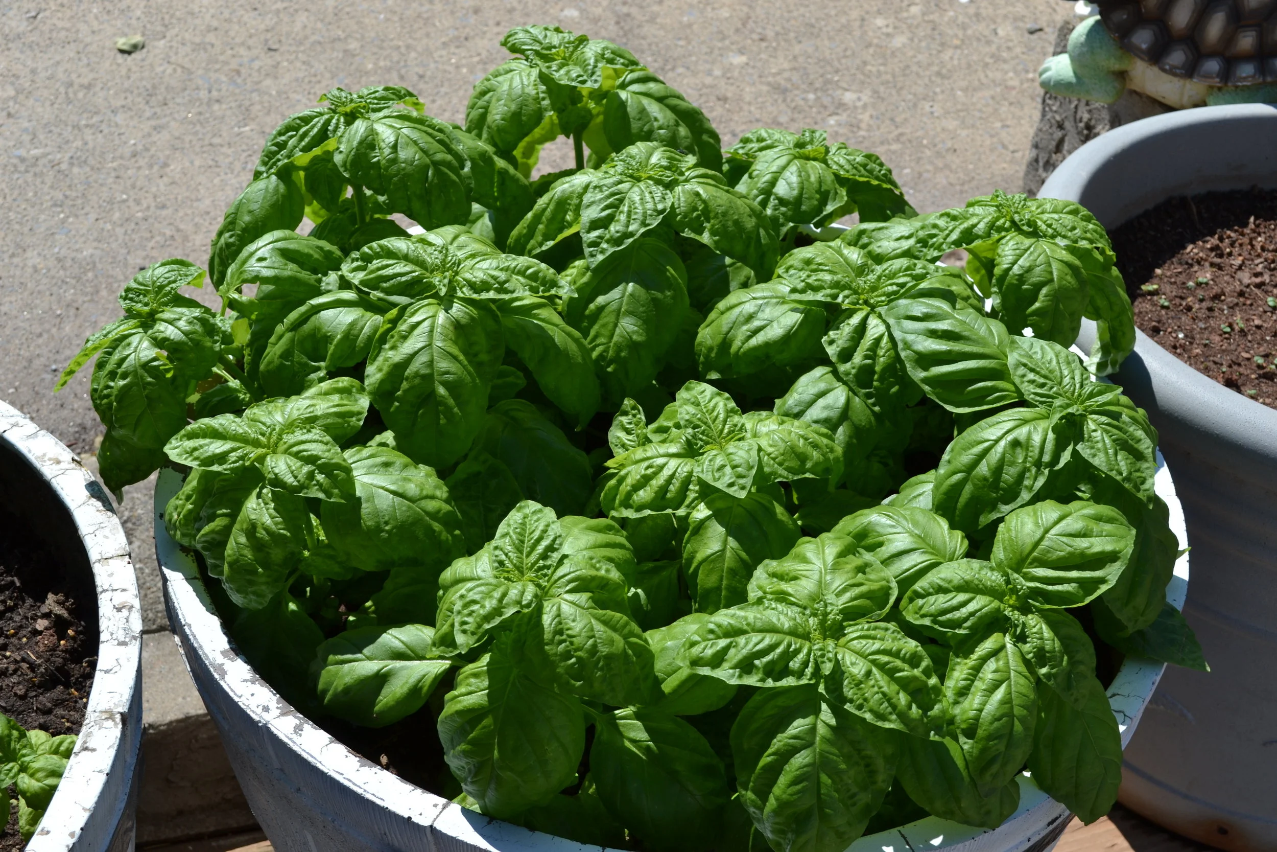Basil