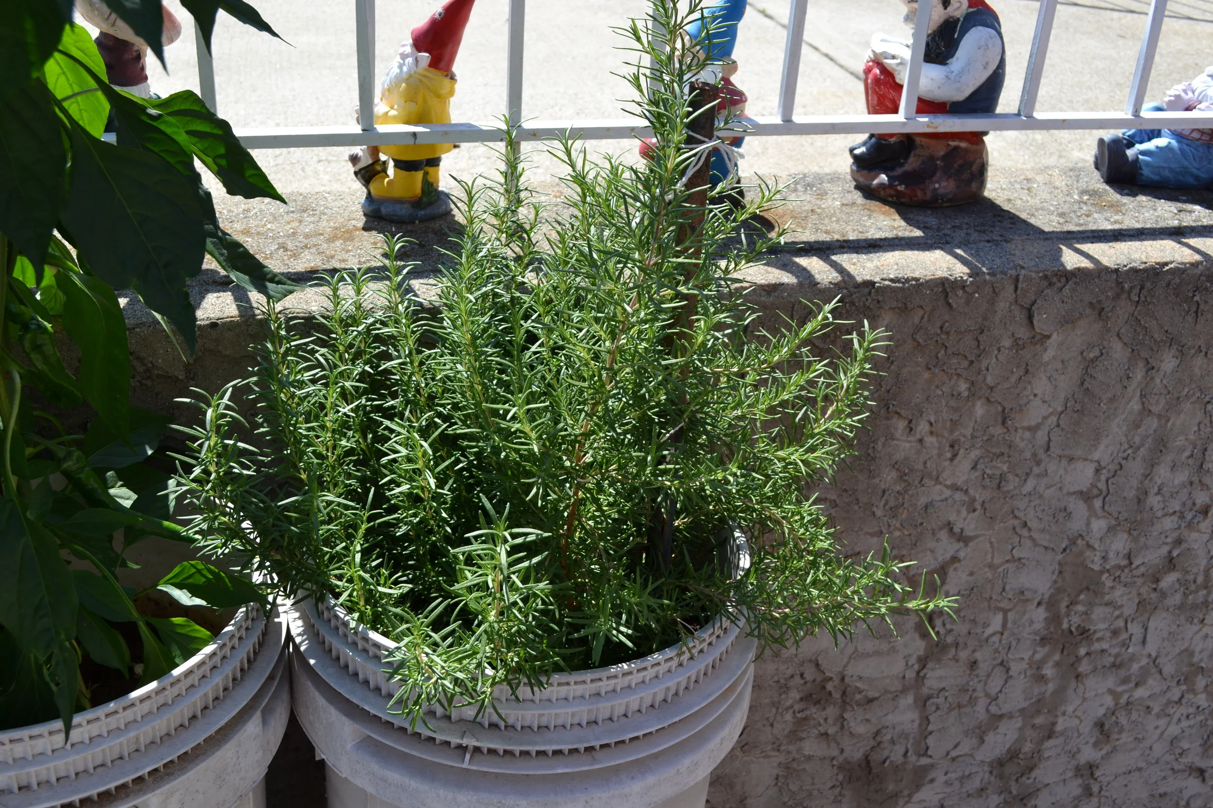 Rosemary