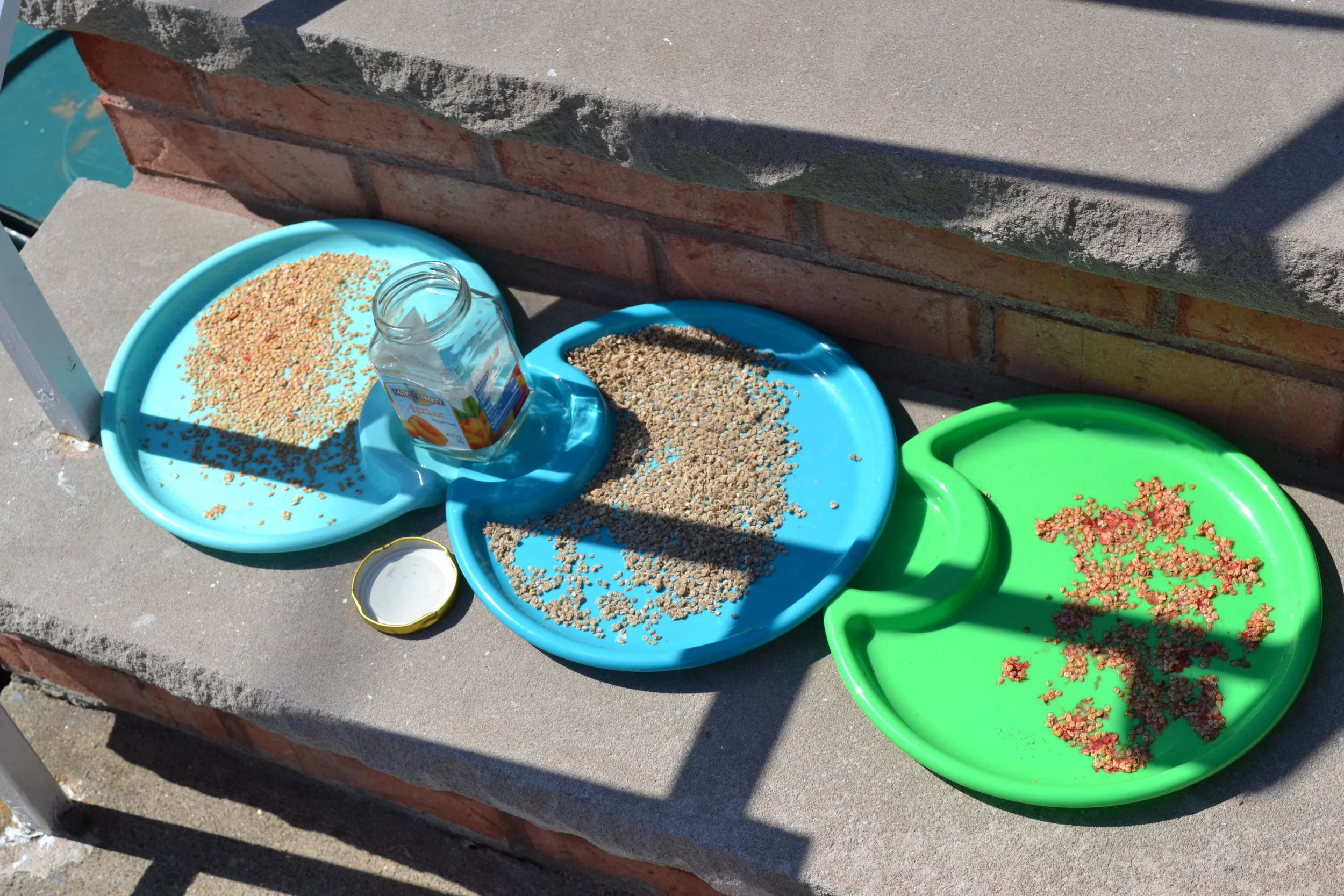 Seed Saving