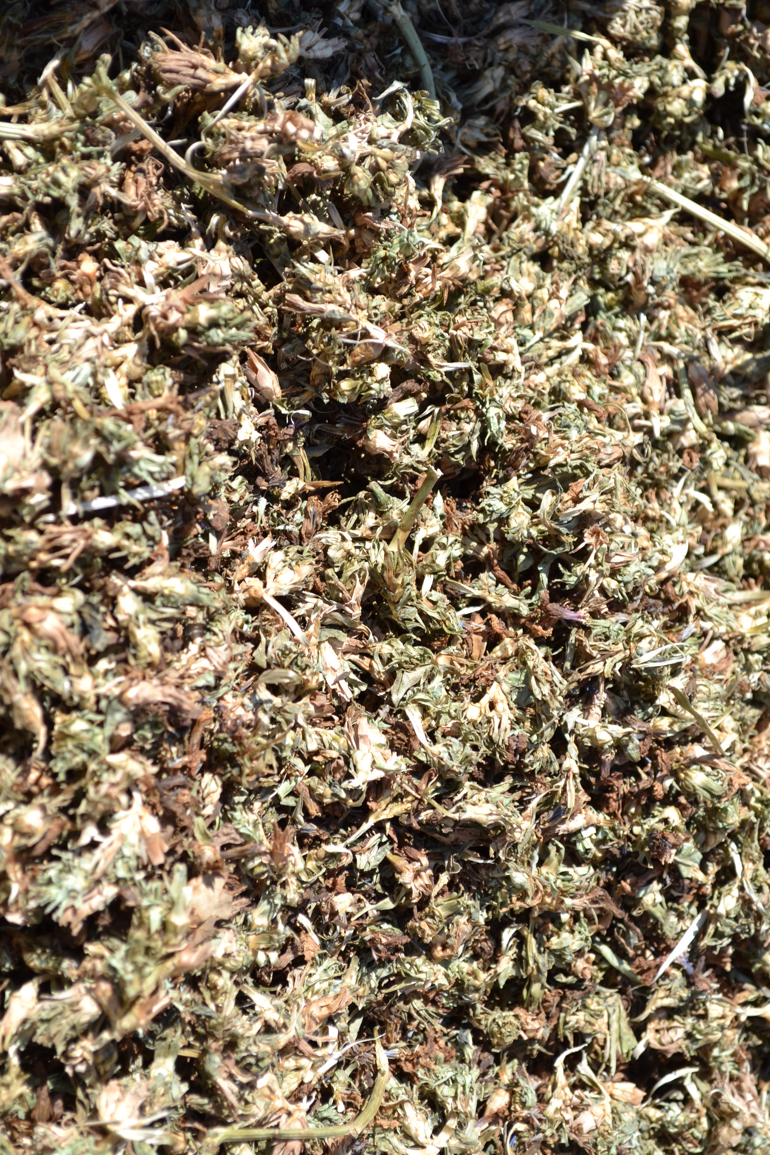 Oregano