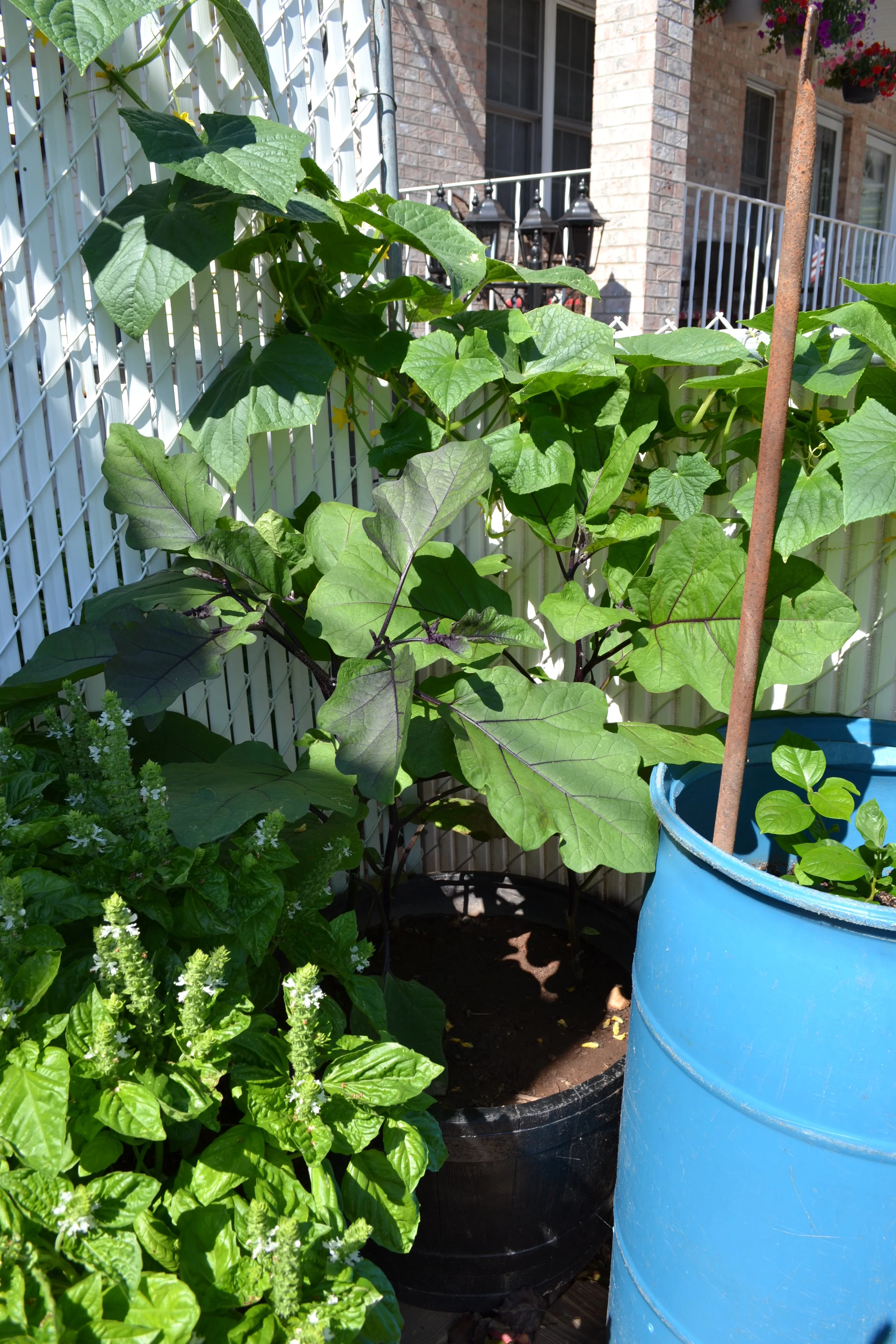 Eggplant