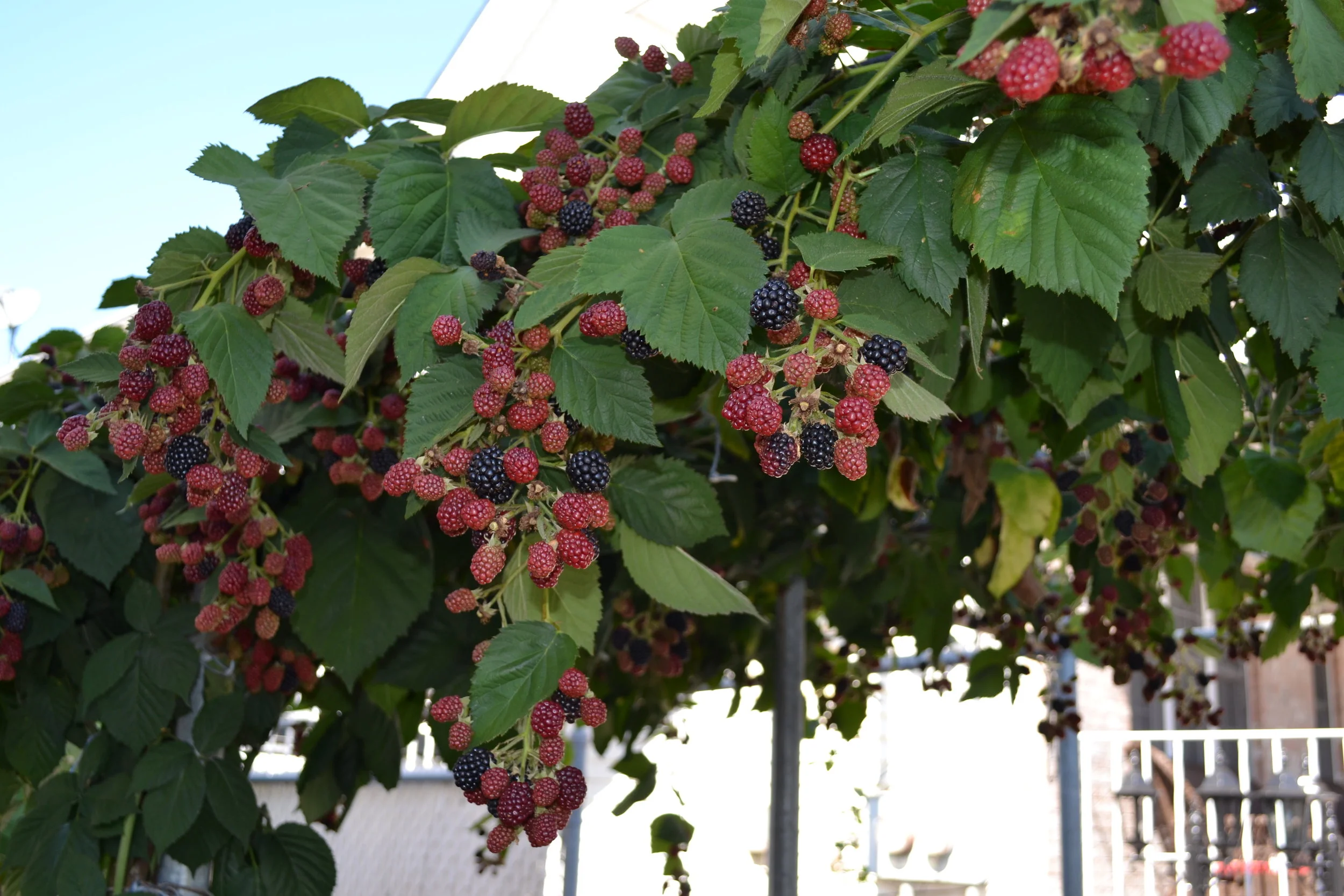 Blackberry