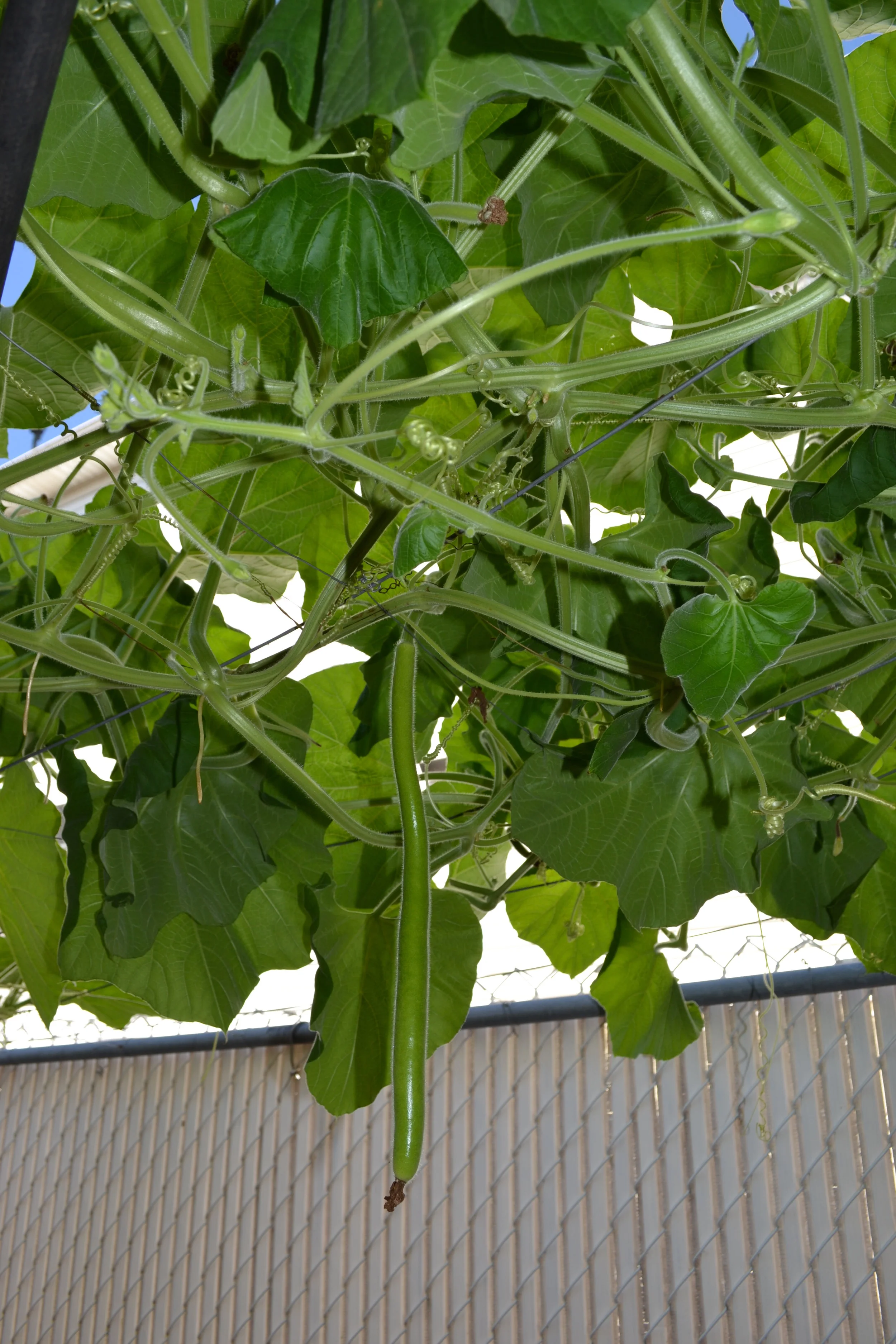 Cucuzza
