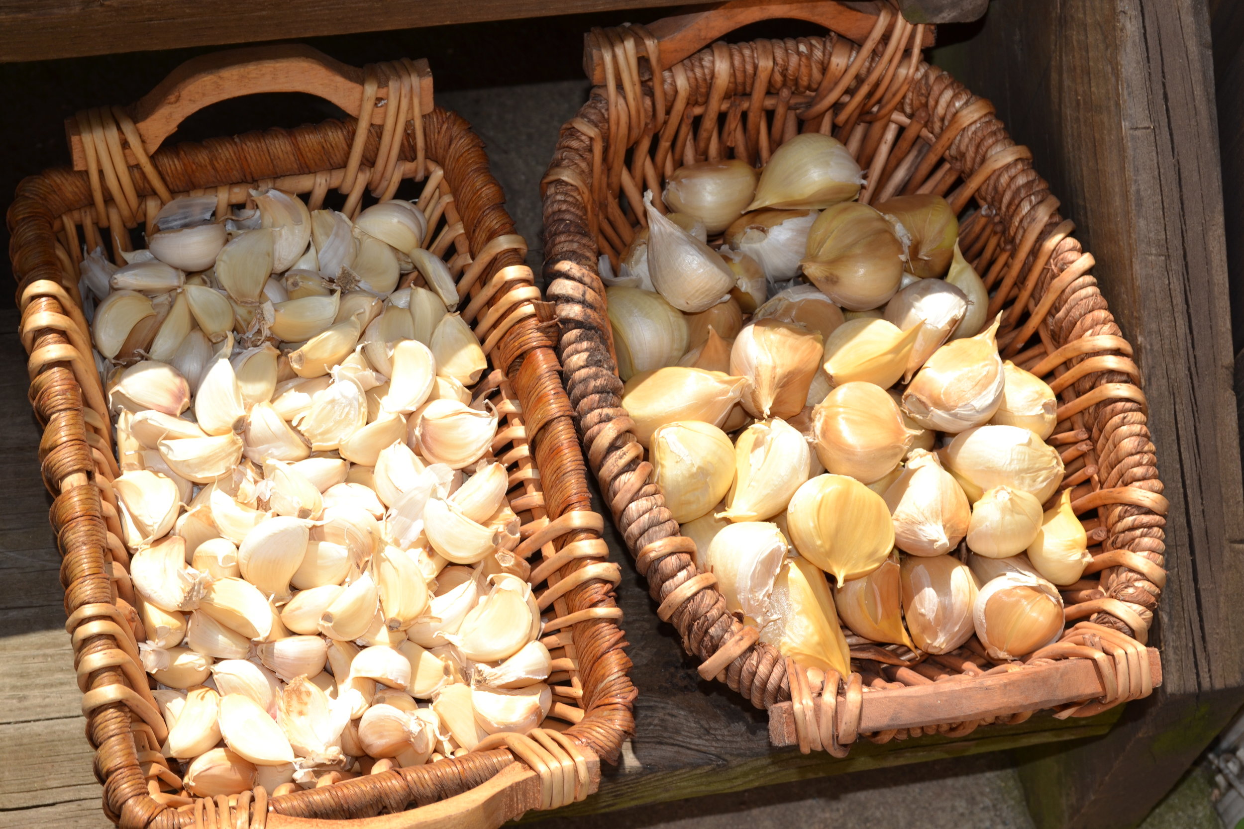 Garlic
