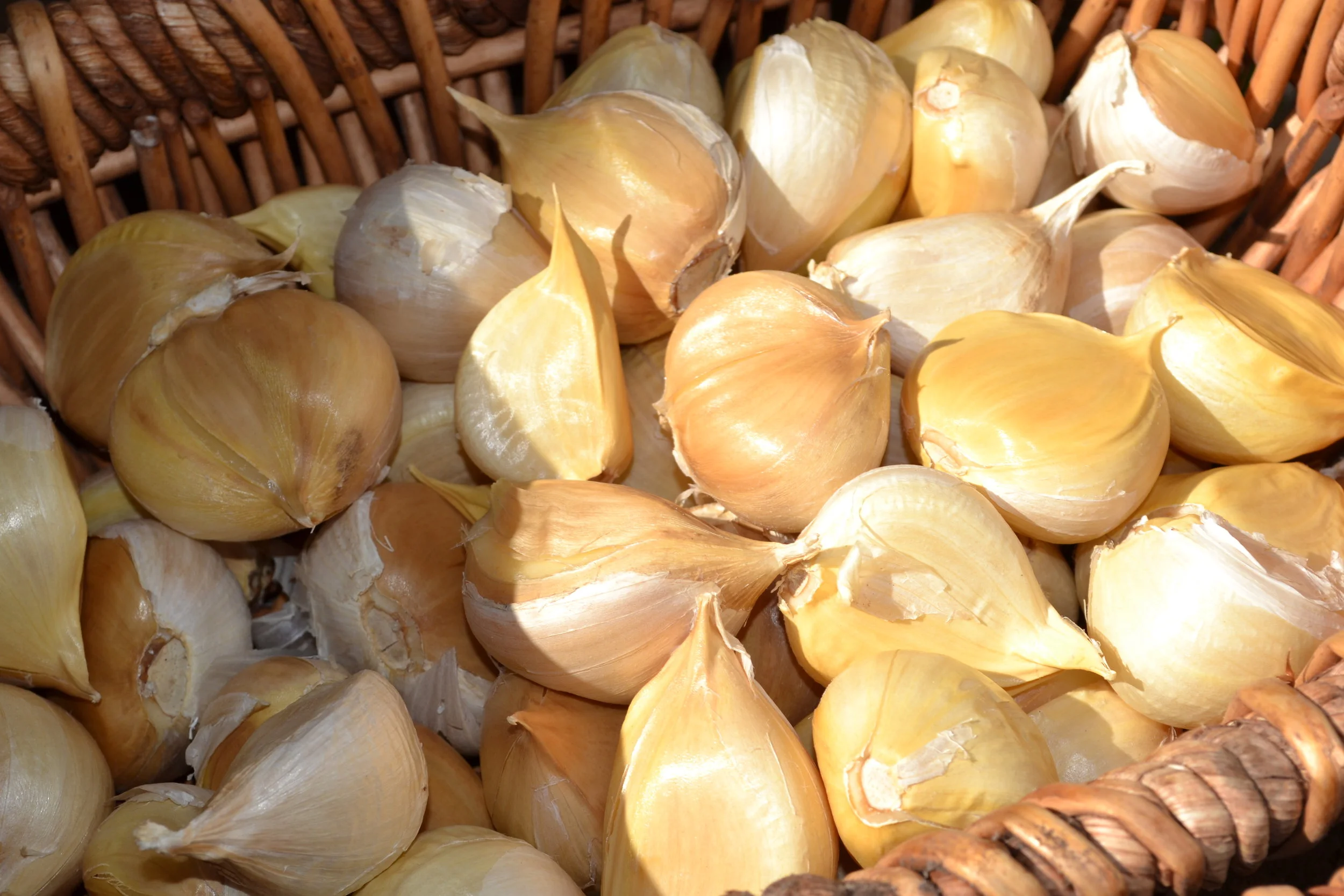 Large Garlic