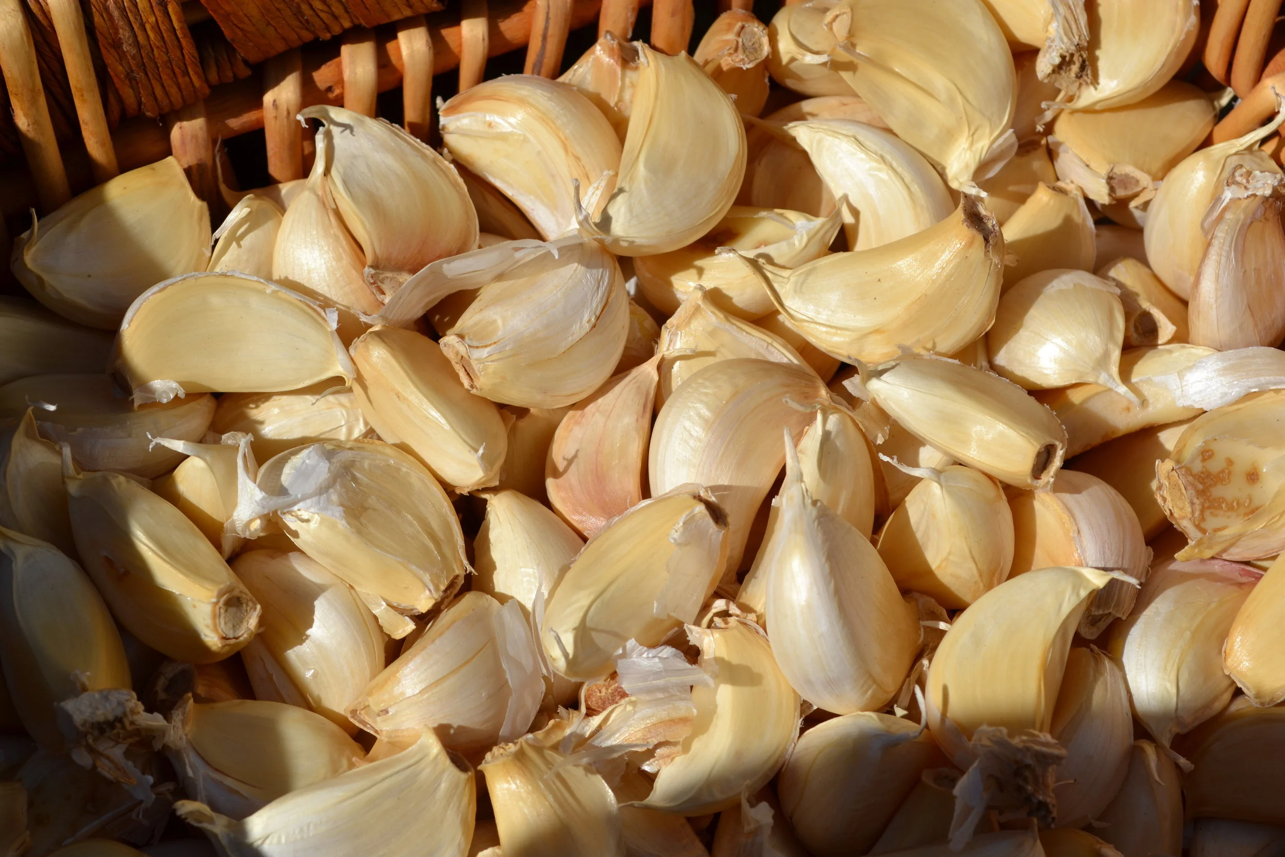Garlic