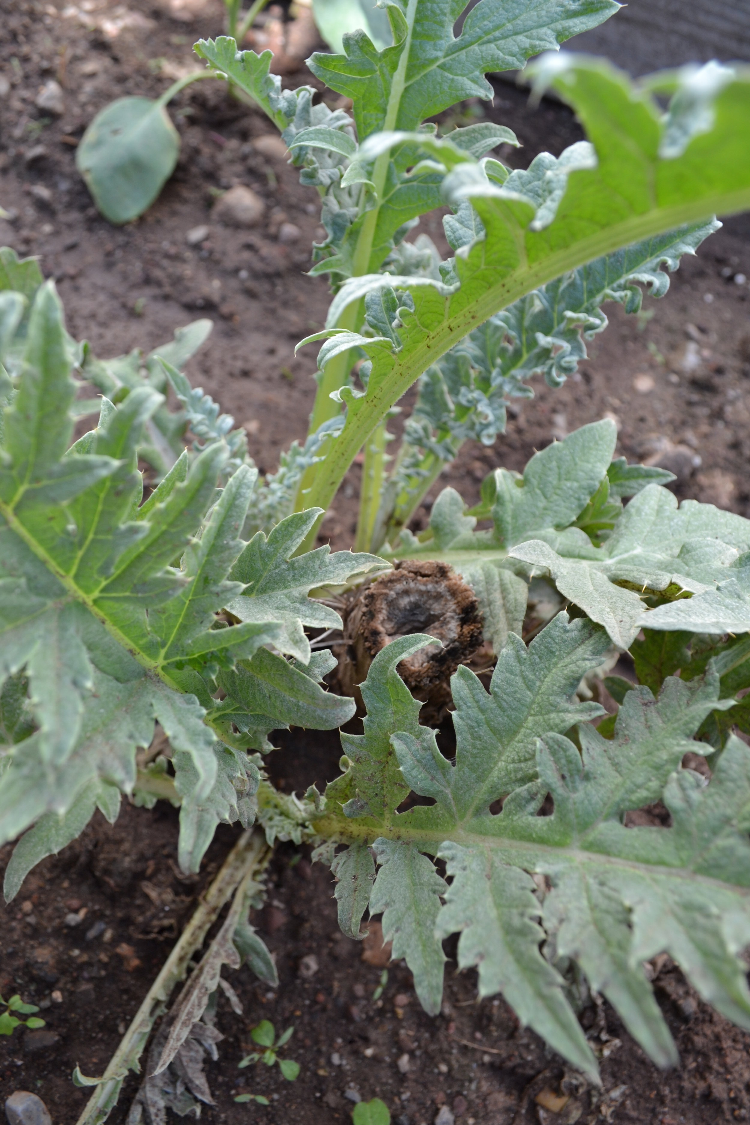 Artichoke