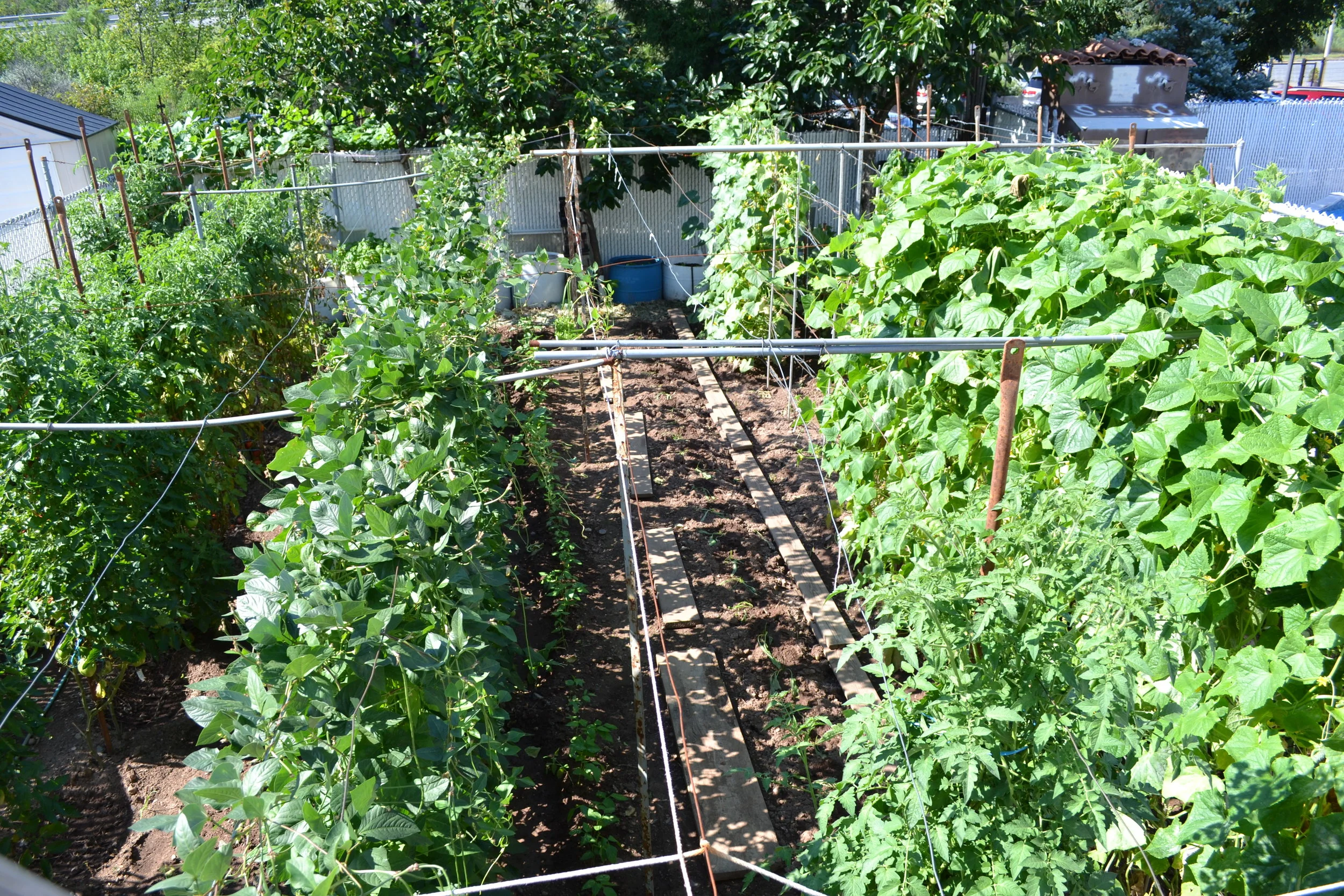 Garden