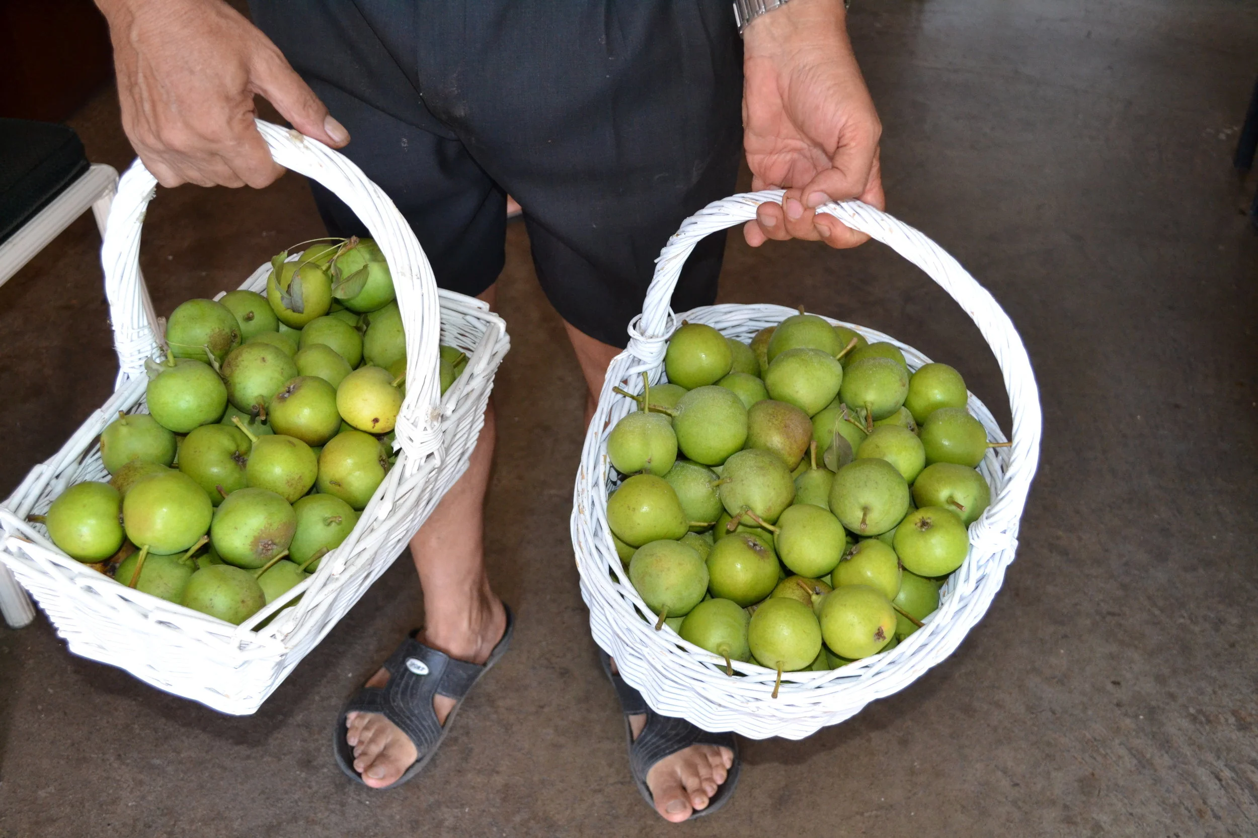 Apples and Pears