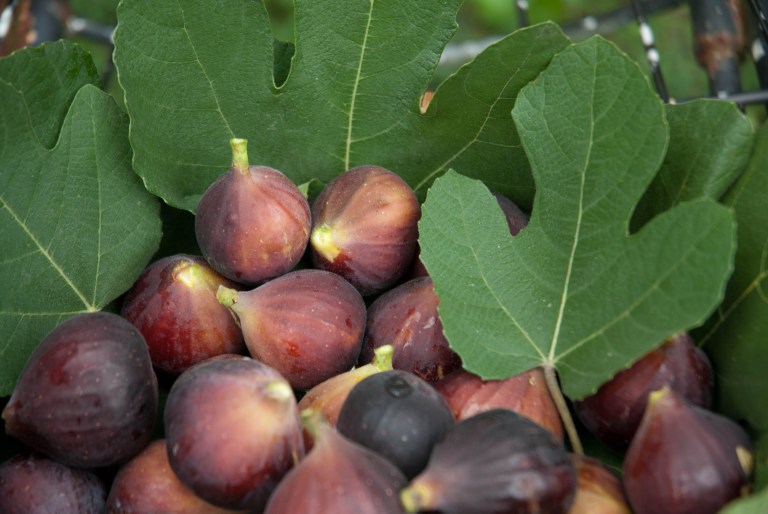 Come Celebrate the Joy of Figs!