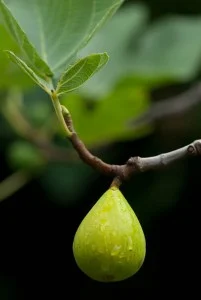 The Italian Garden Project presents Fascination of Figs! 