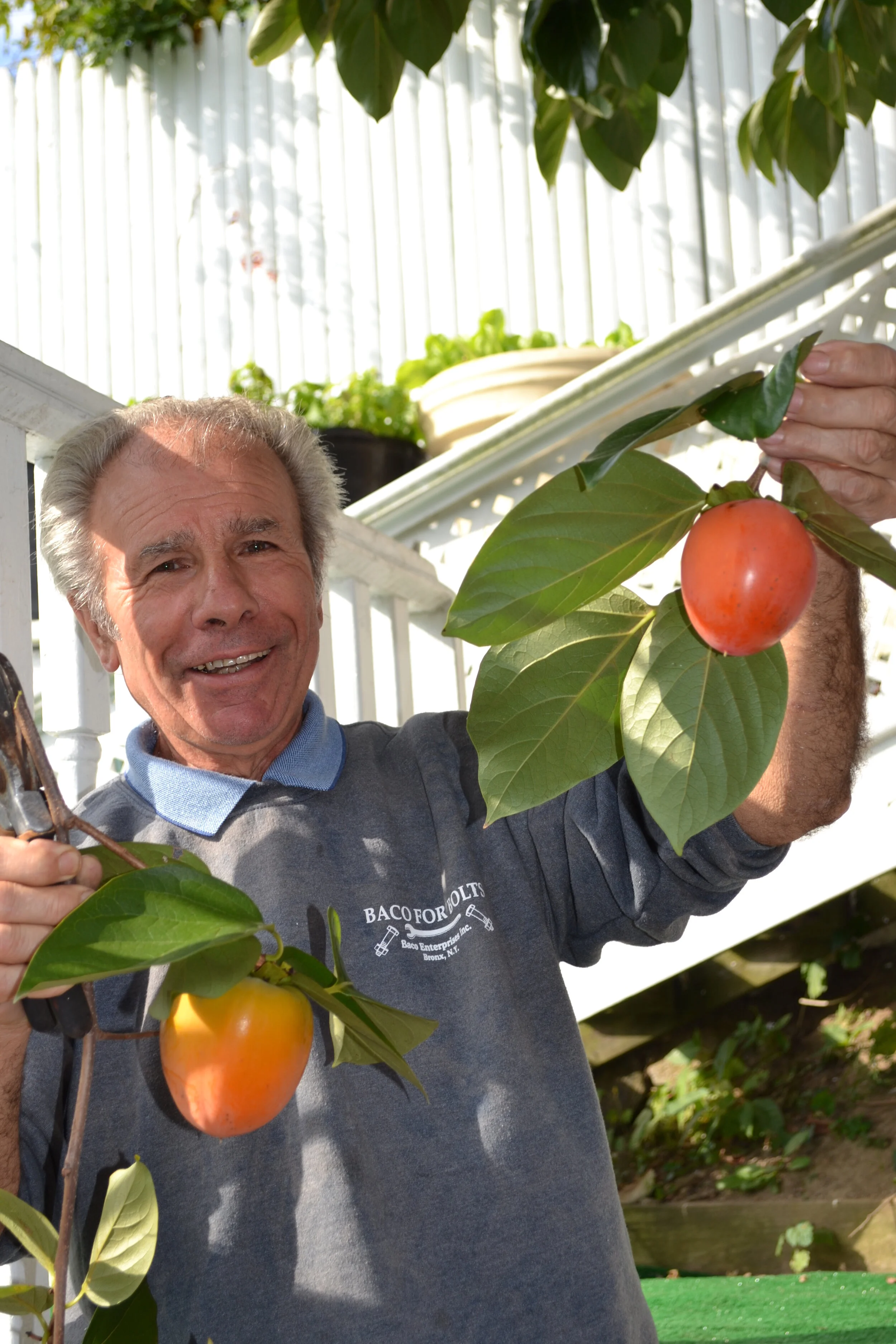 Giuseppe picking persimmons