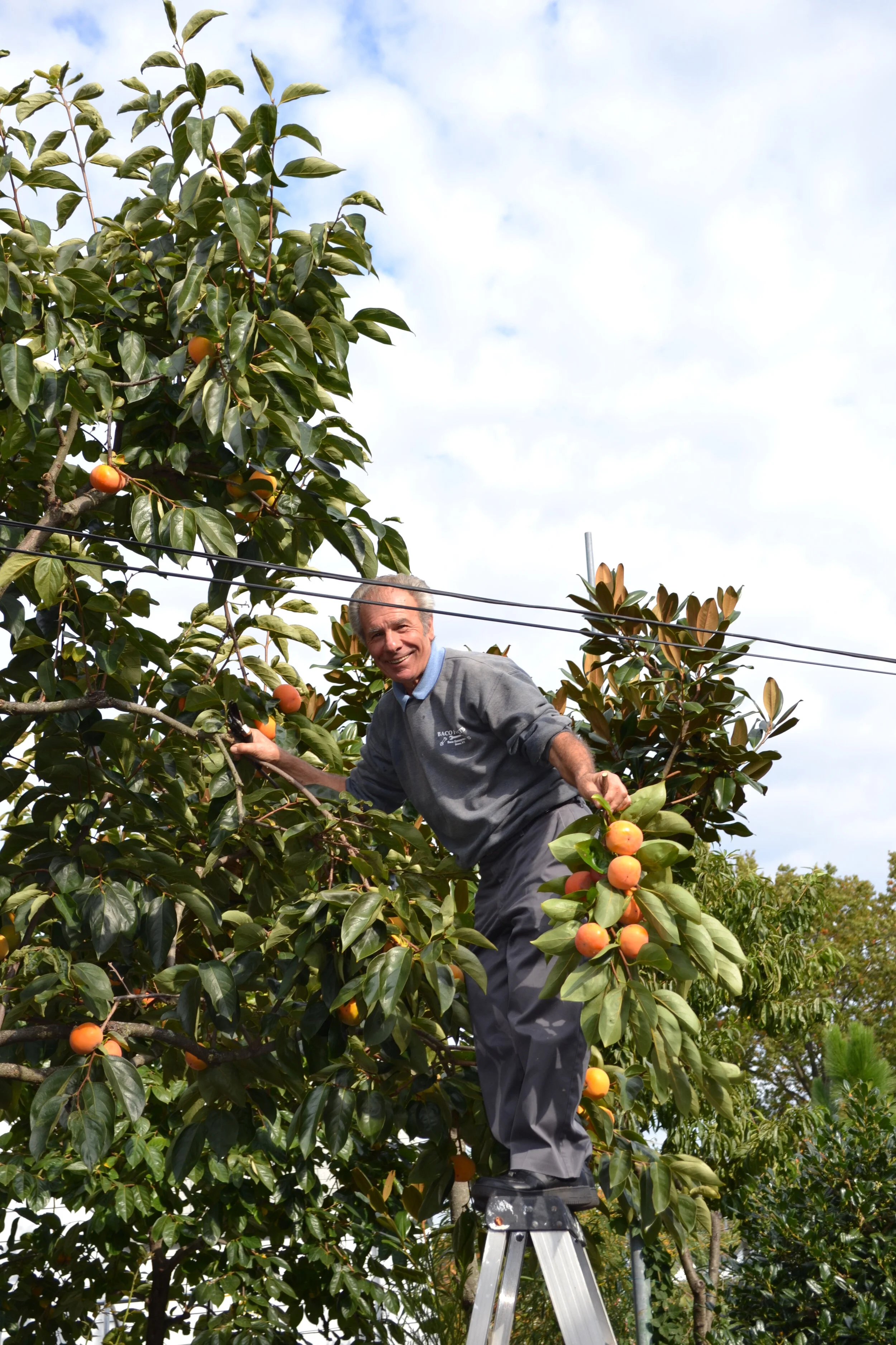 Giuseppe picking persimmons