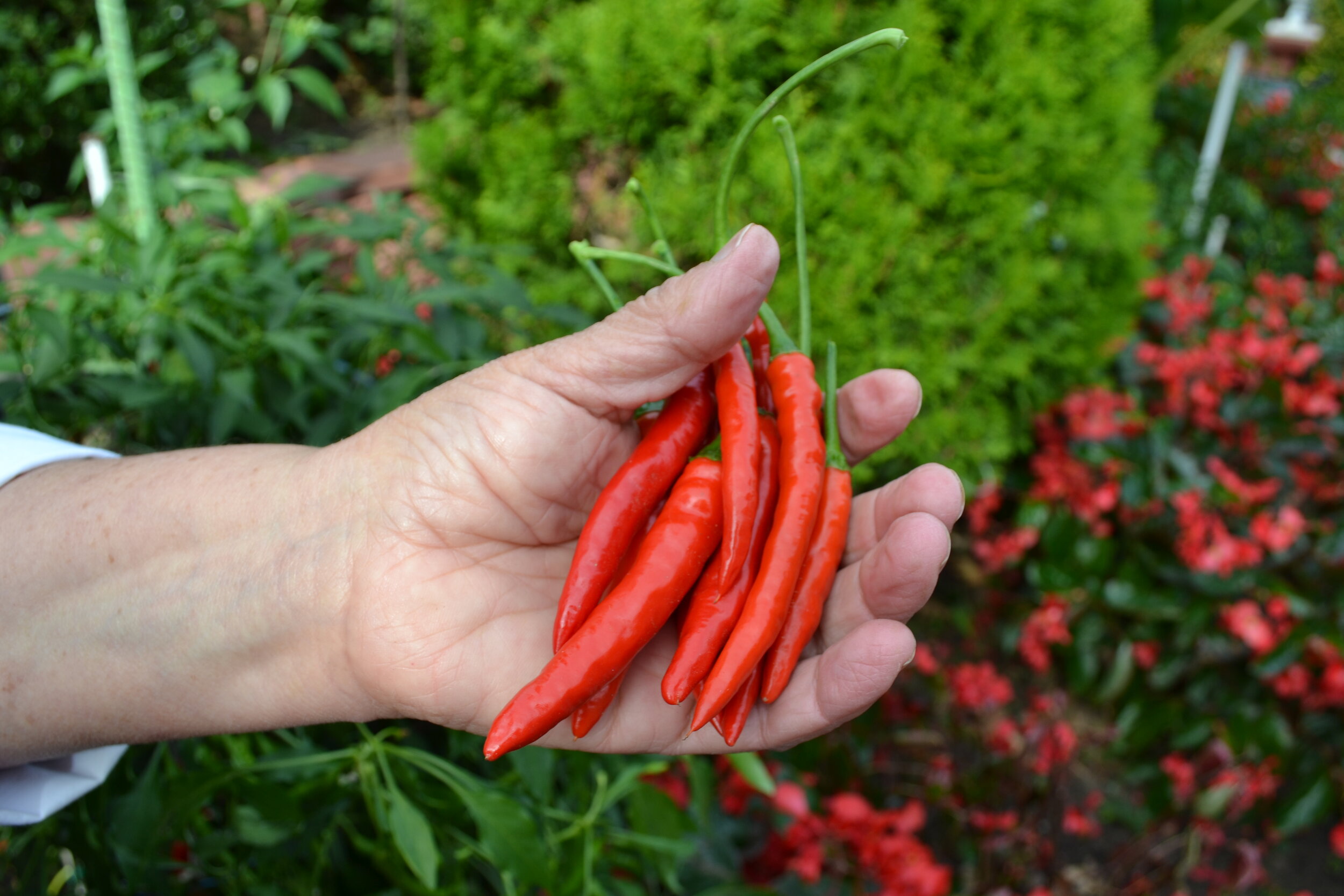 peppers