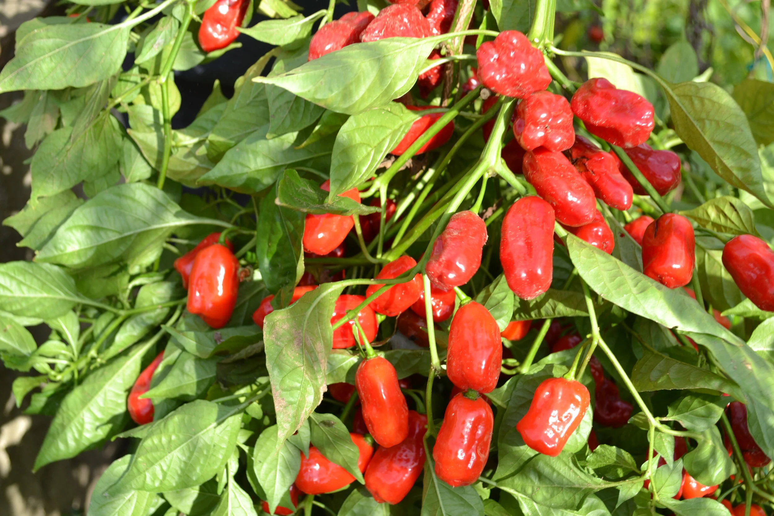mild peppers