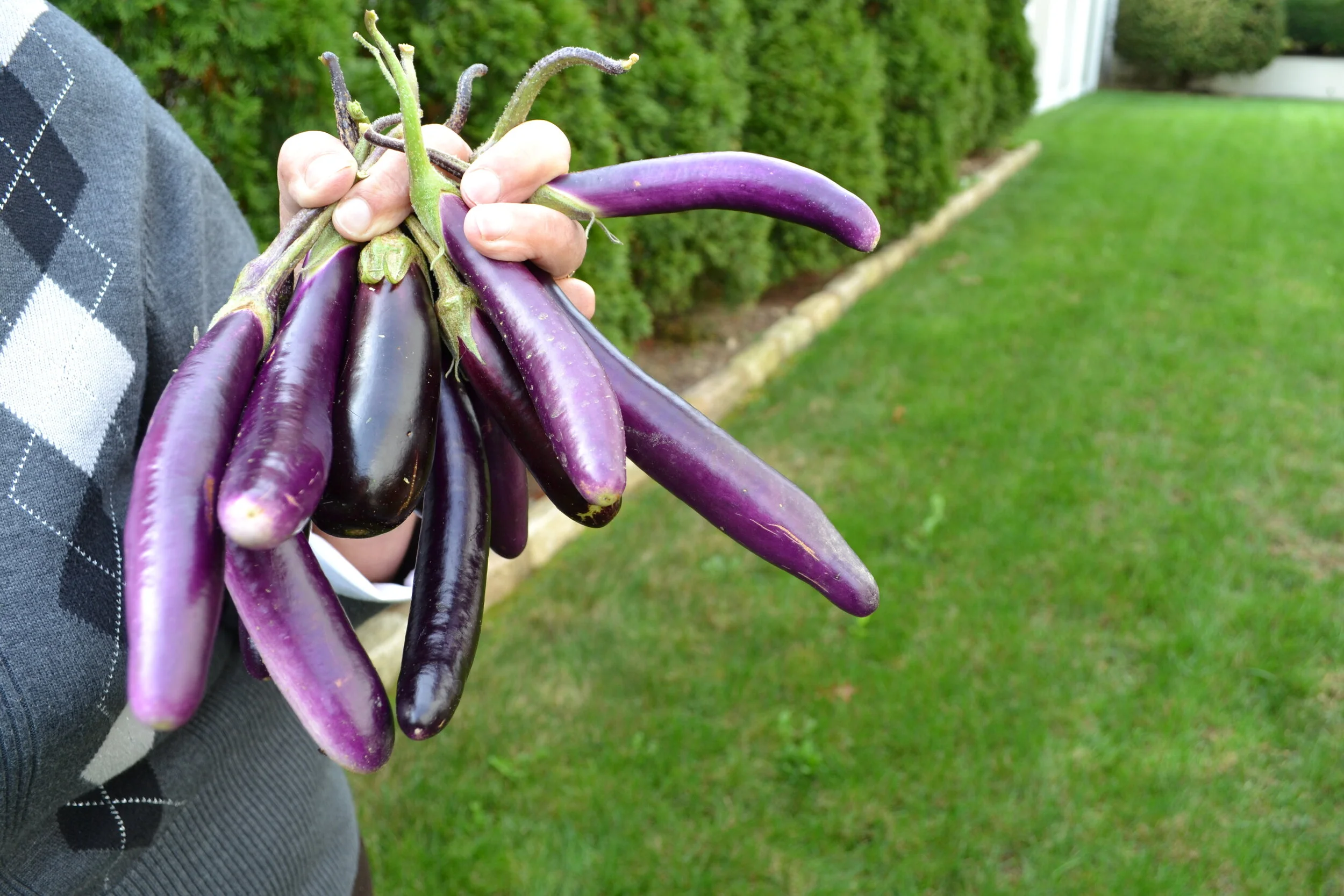 Eggplant