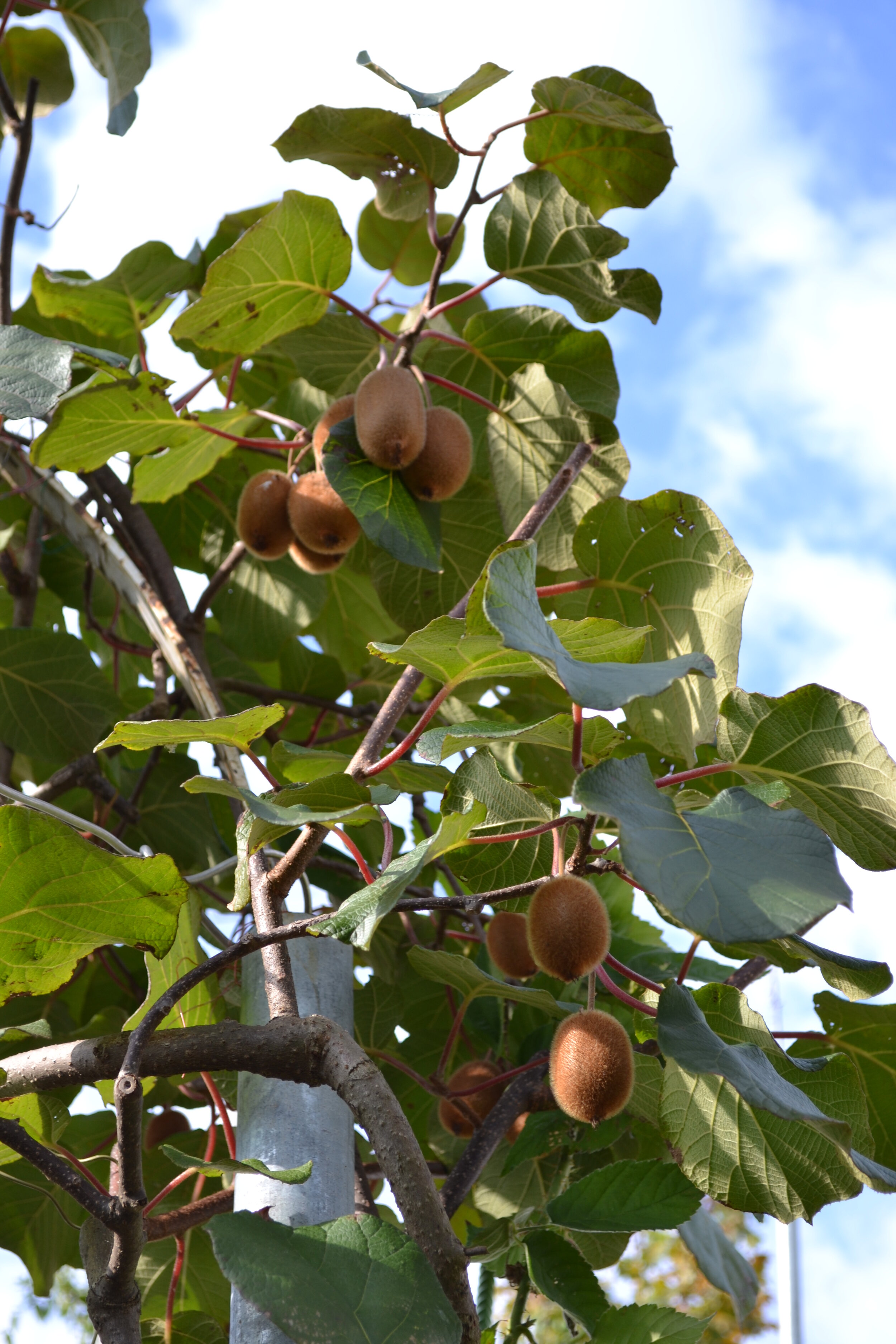 kiwi