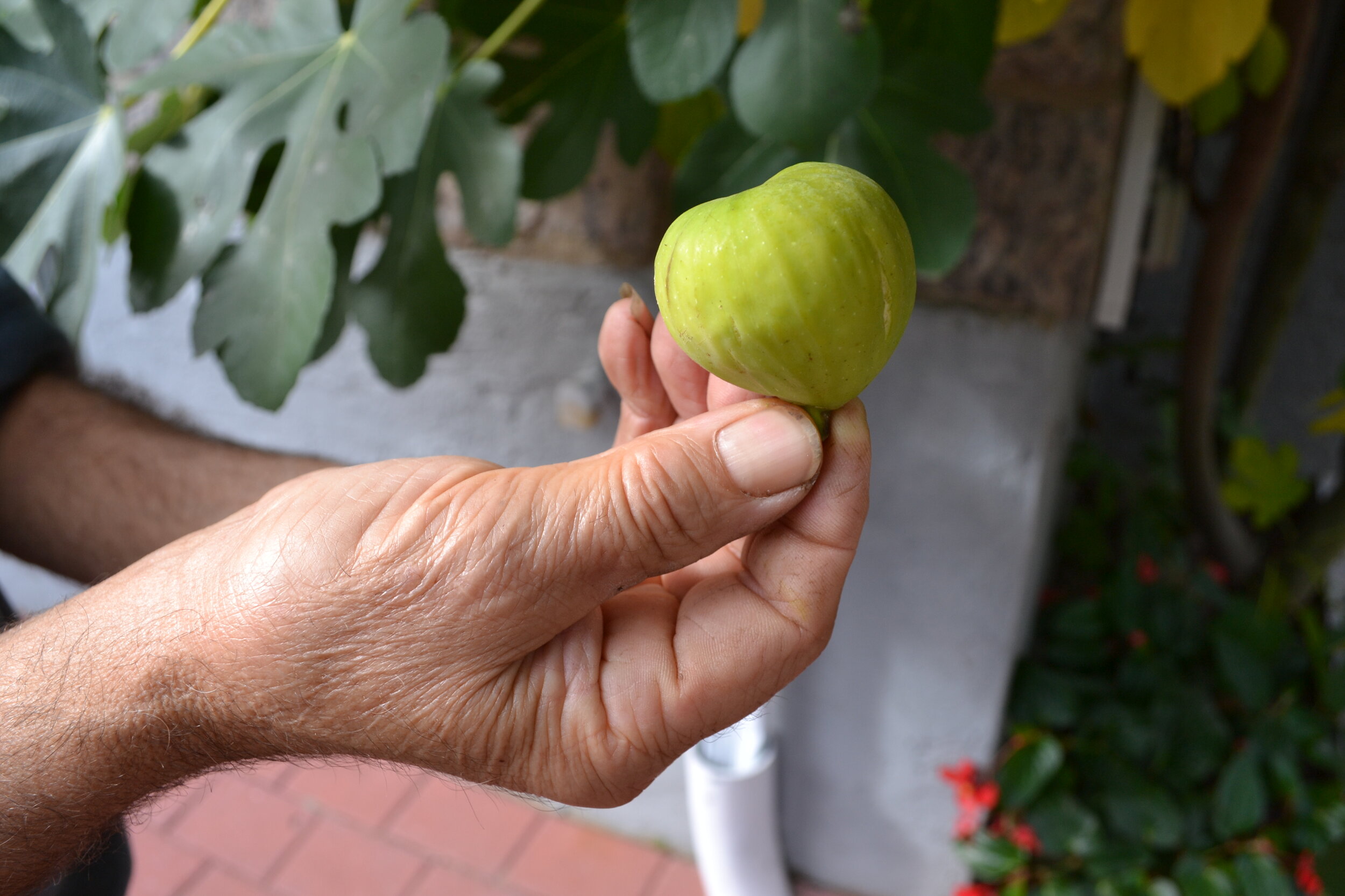 white figs