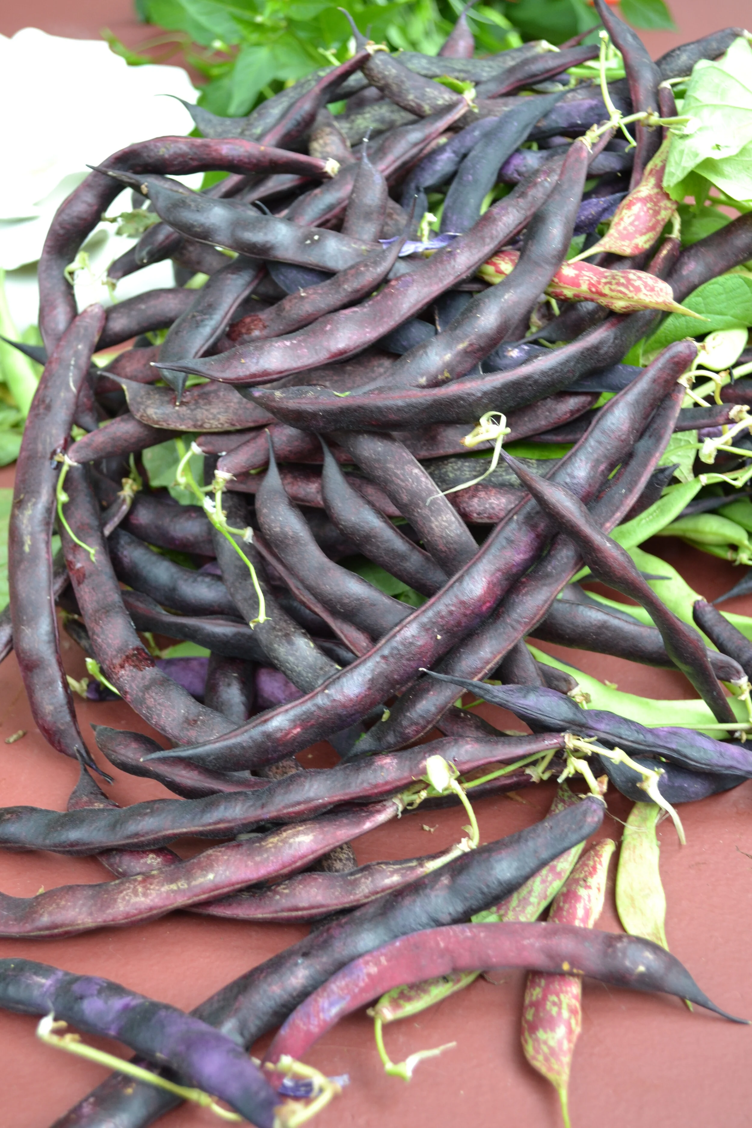 purple beans