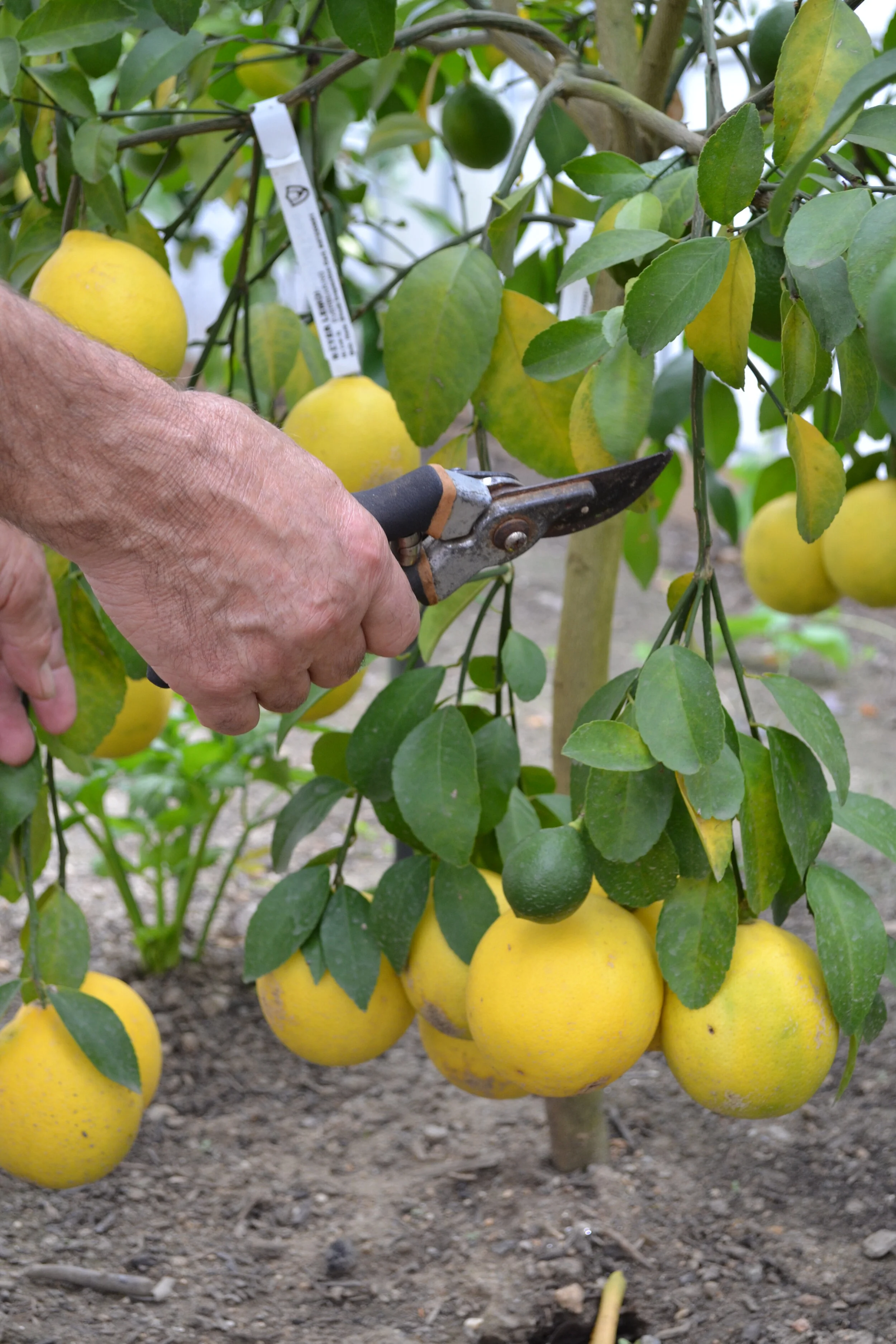 lemon tree
