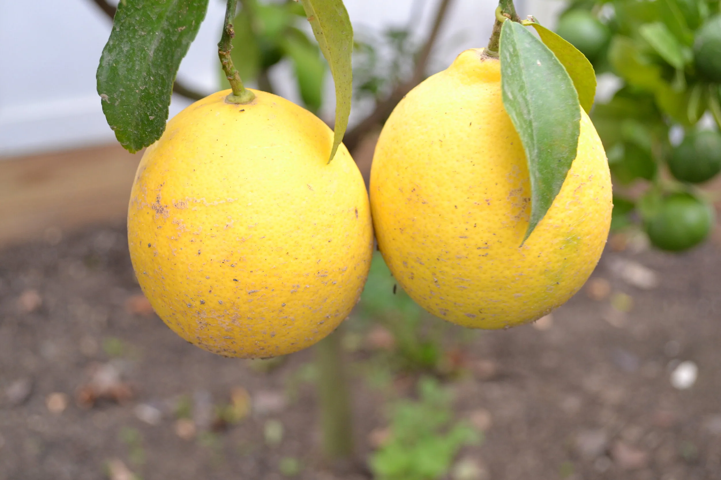 lemons