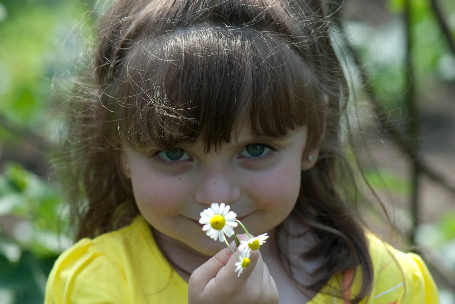 Growing and Using Chamomile — The Italian Garden Project