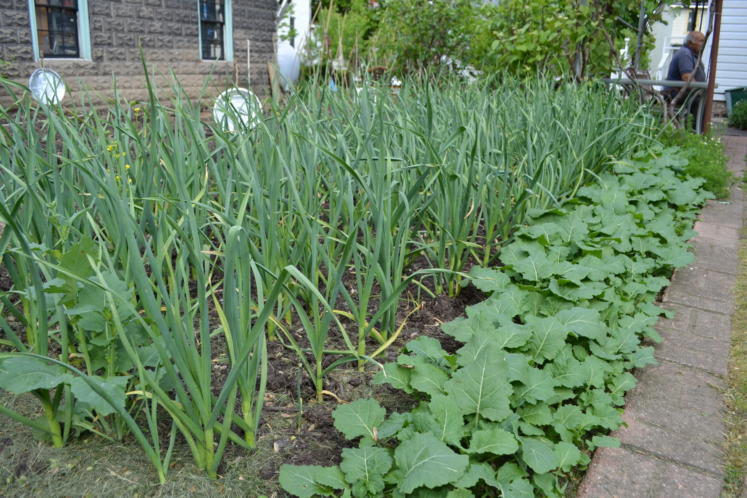 Growing and Cooking Rapini — The Italian Garden Project