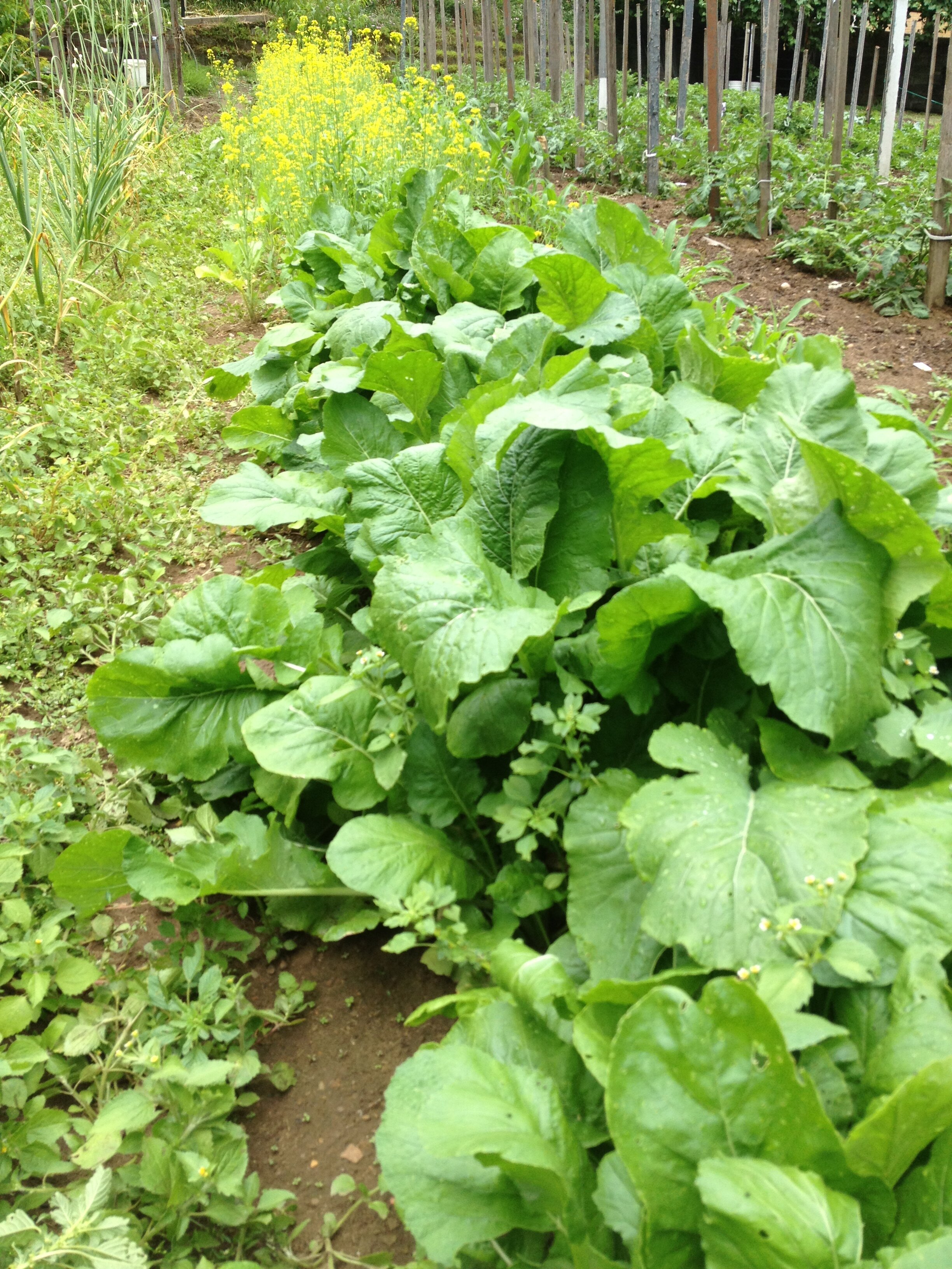 Growing and Cooking Rapini — Italian Garden Project