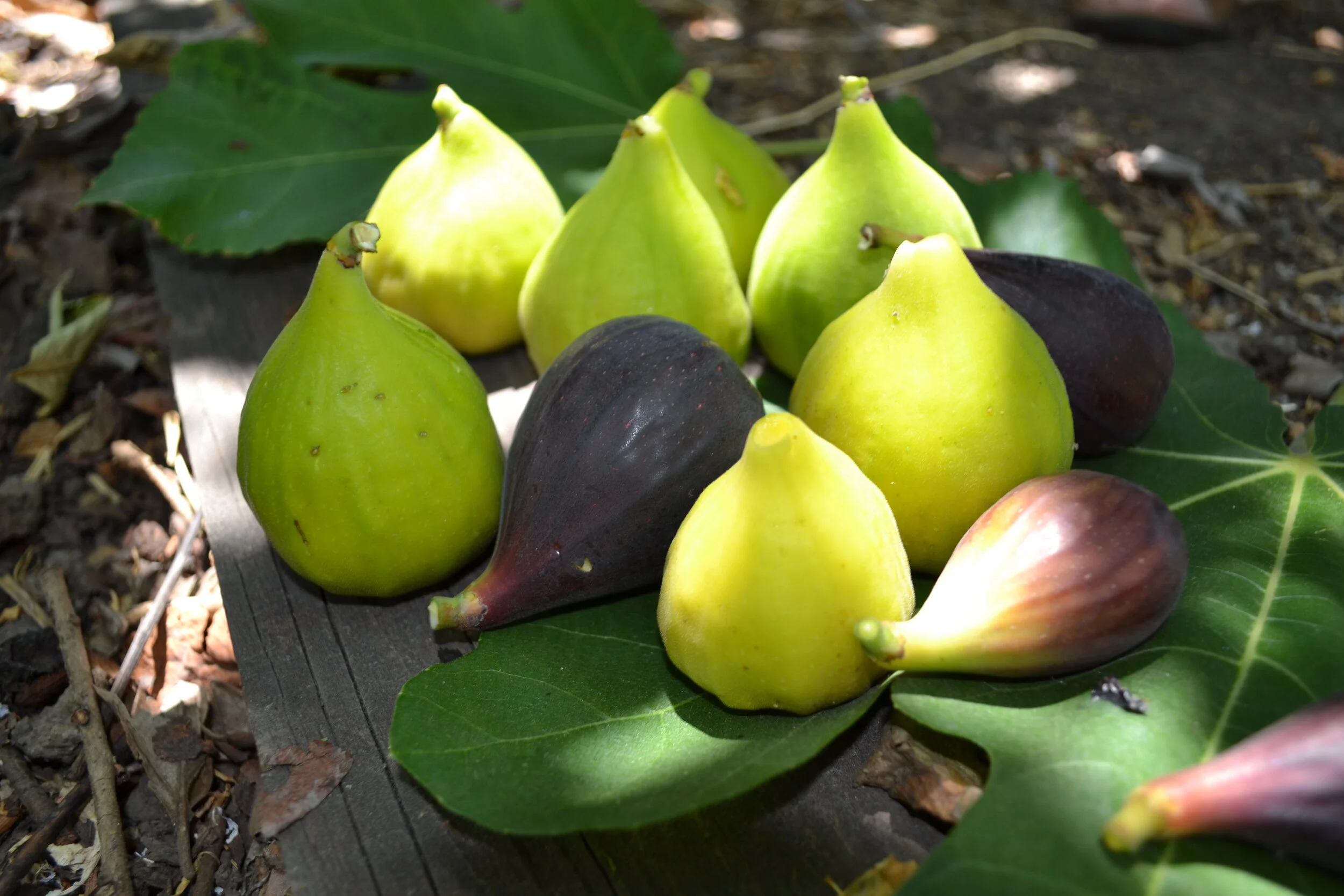 Finally...Figs! (at least a few)  