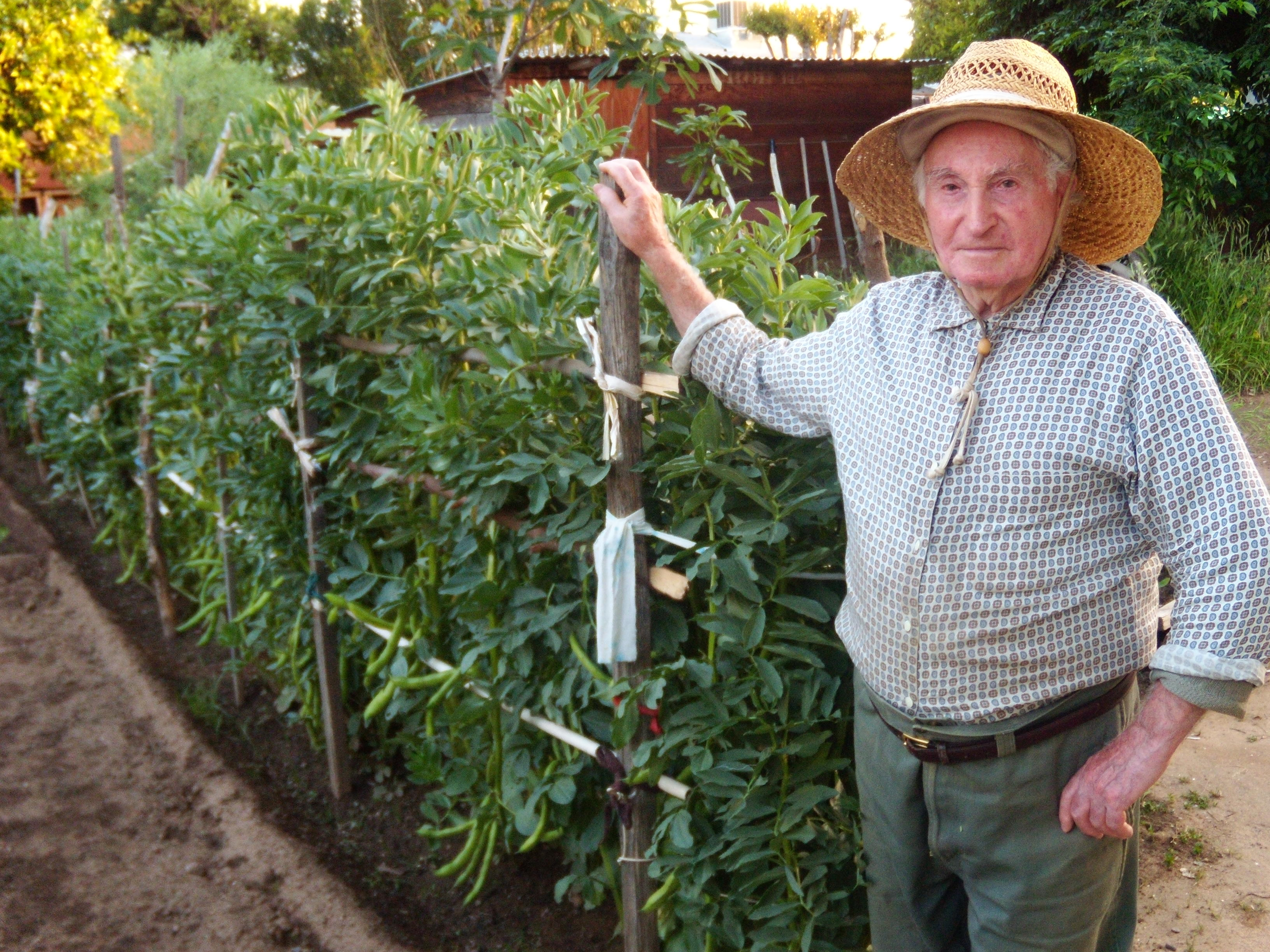 Dad next to rows of fava beans.png