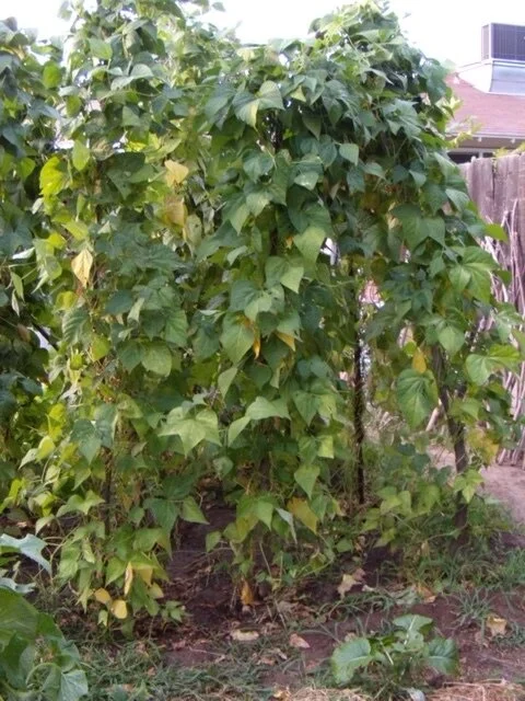 String beans.JPG
