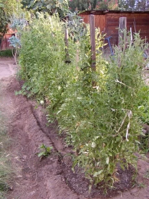 Row of tomatoes.JPG