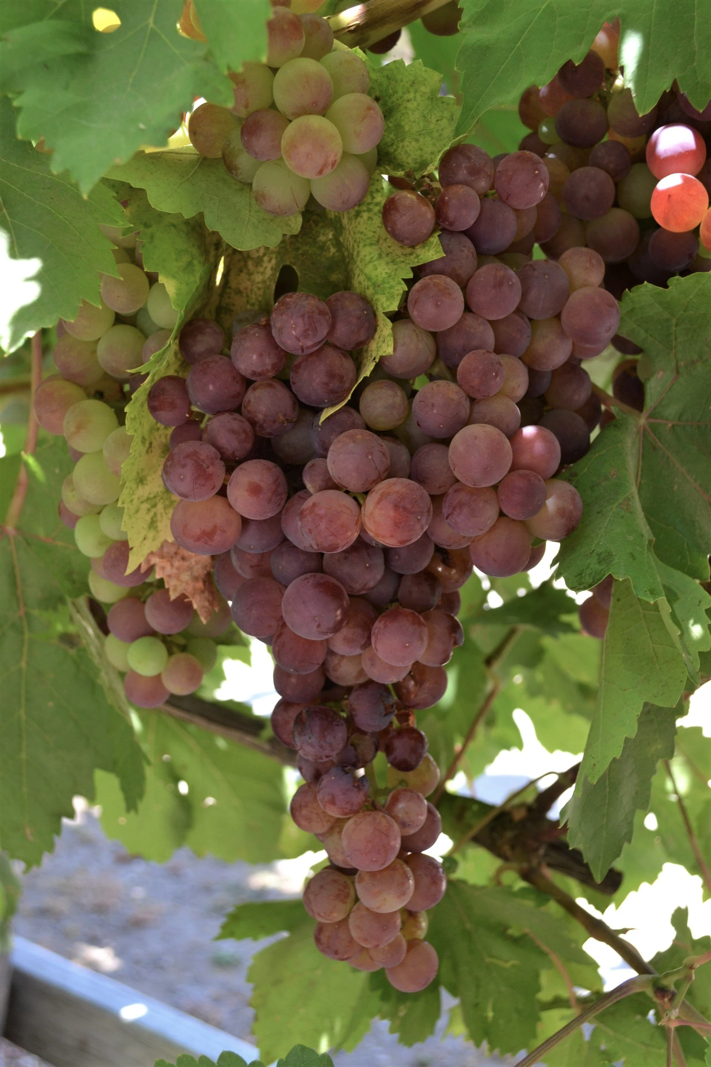  Grapes were almost ready for harvest too. 