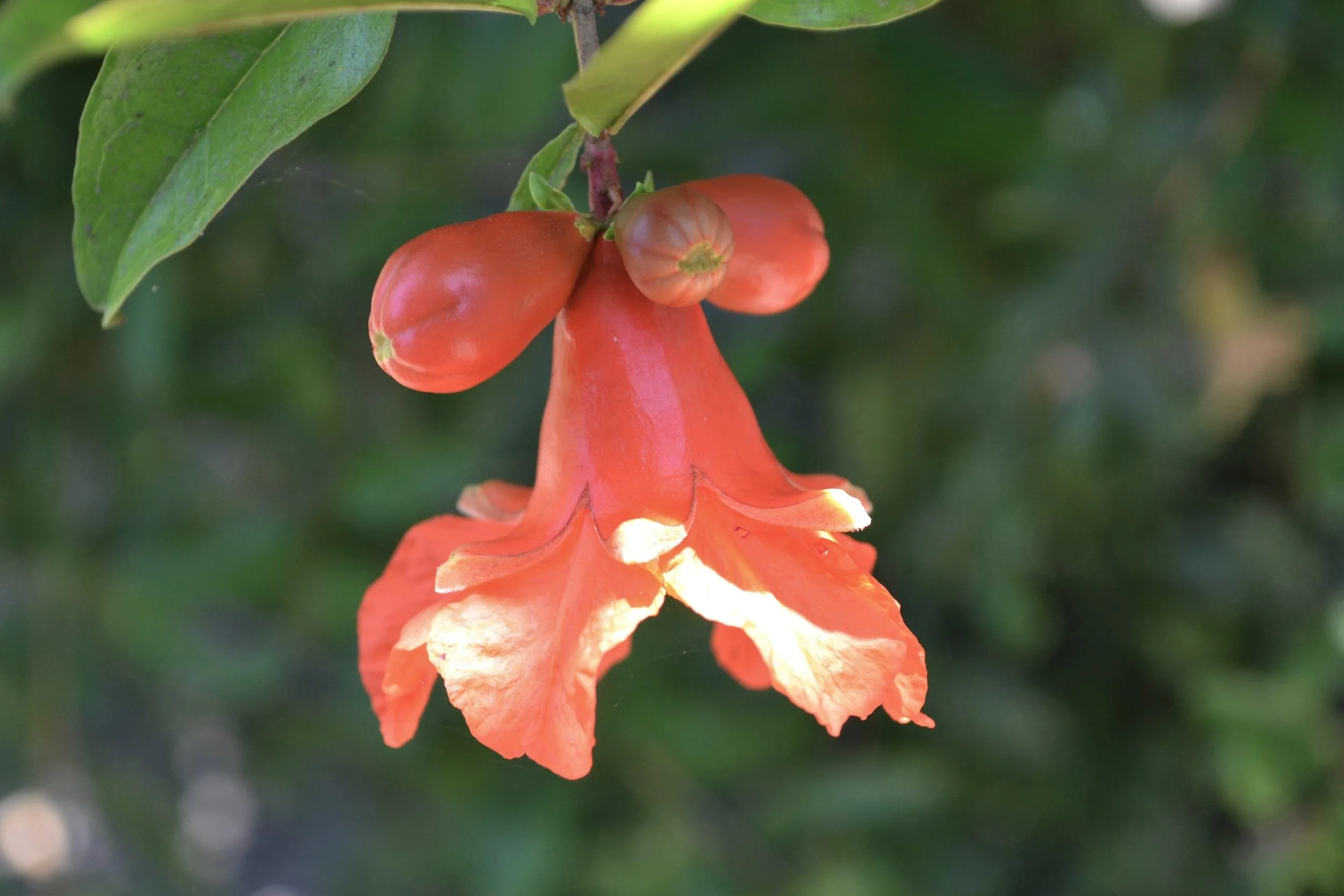  The many fruit trees included pomegranate… 