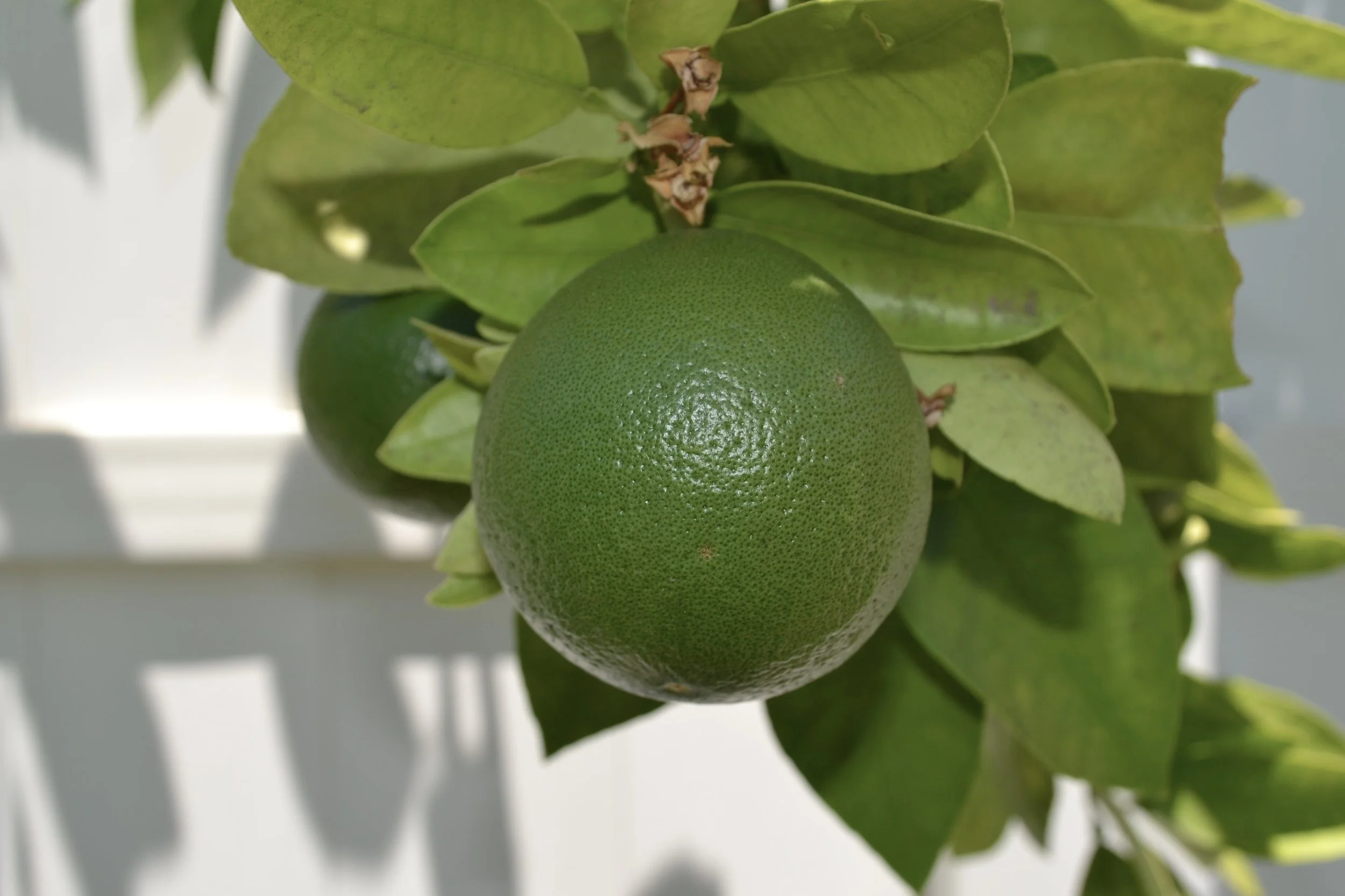  grapefruit… 