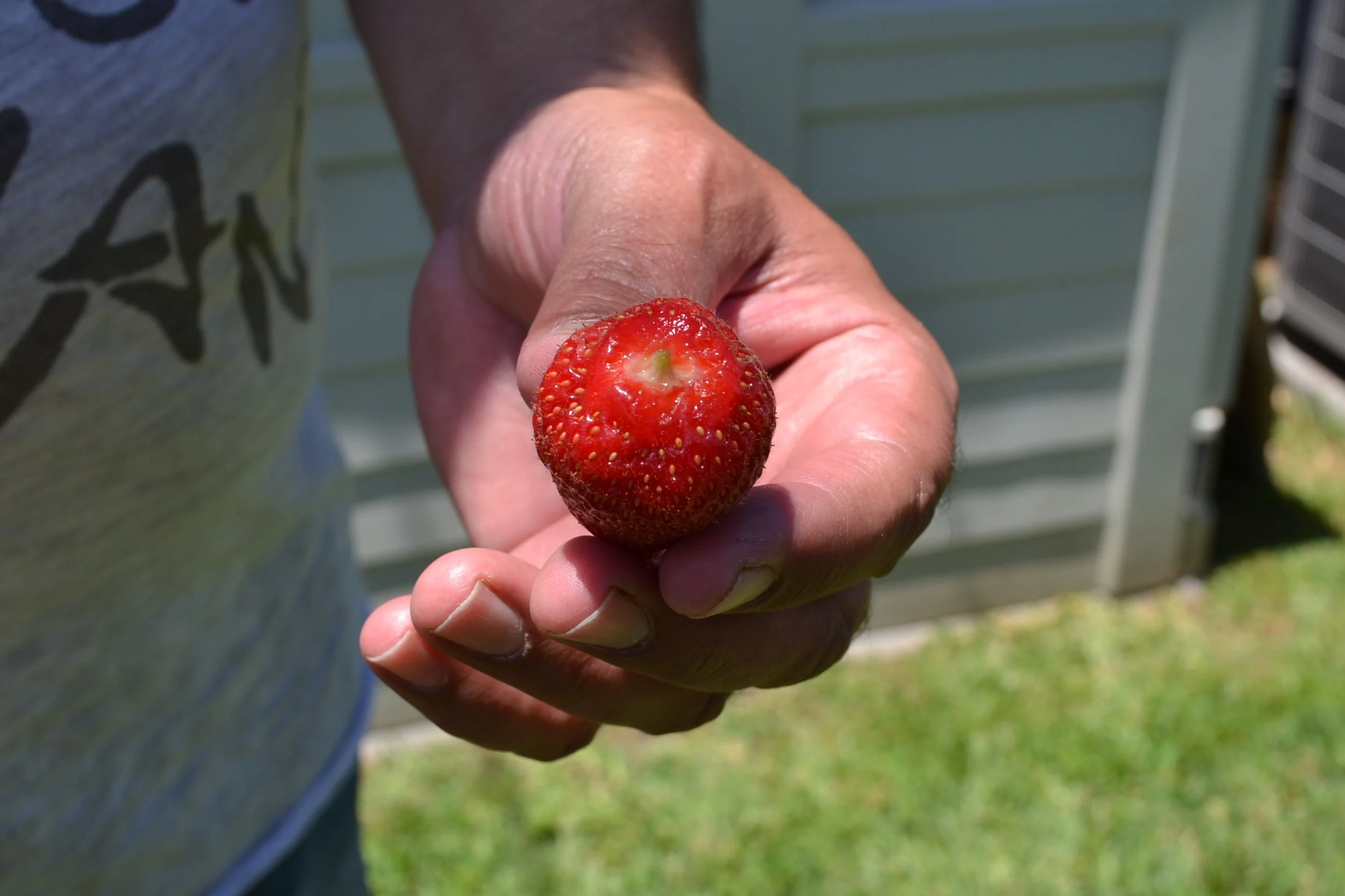  Luciano shared a freshly picked strawberry. 