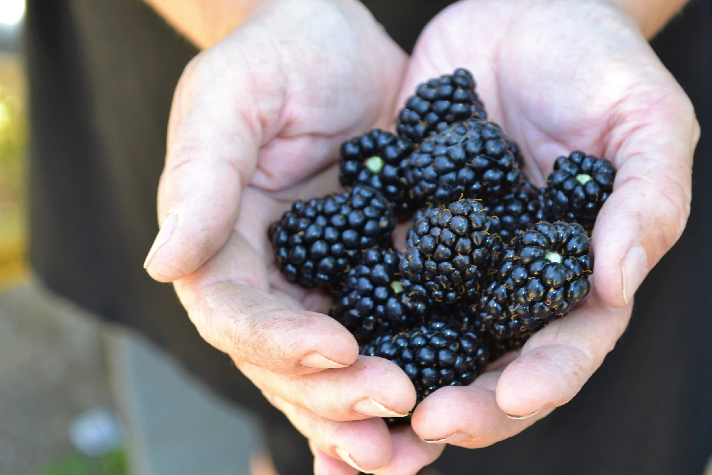 Arianna picked handfuls of blackberries.