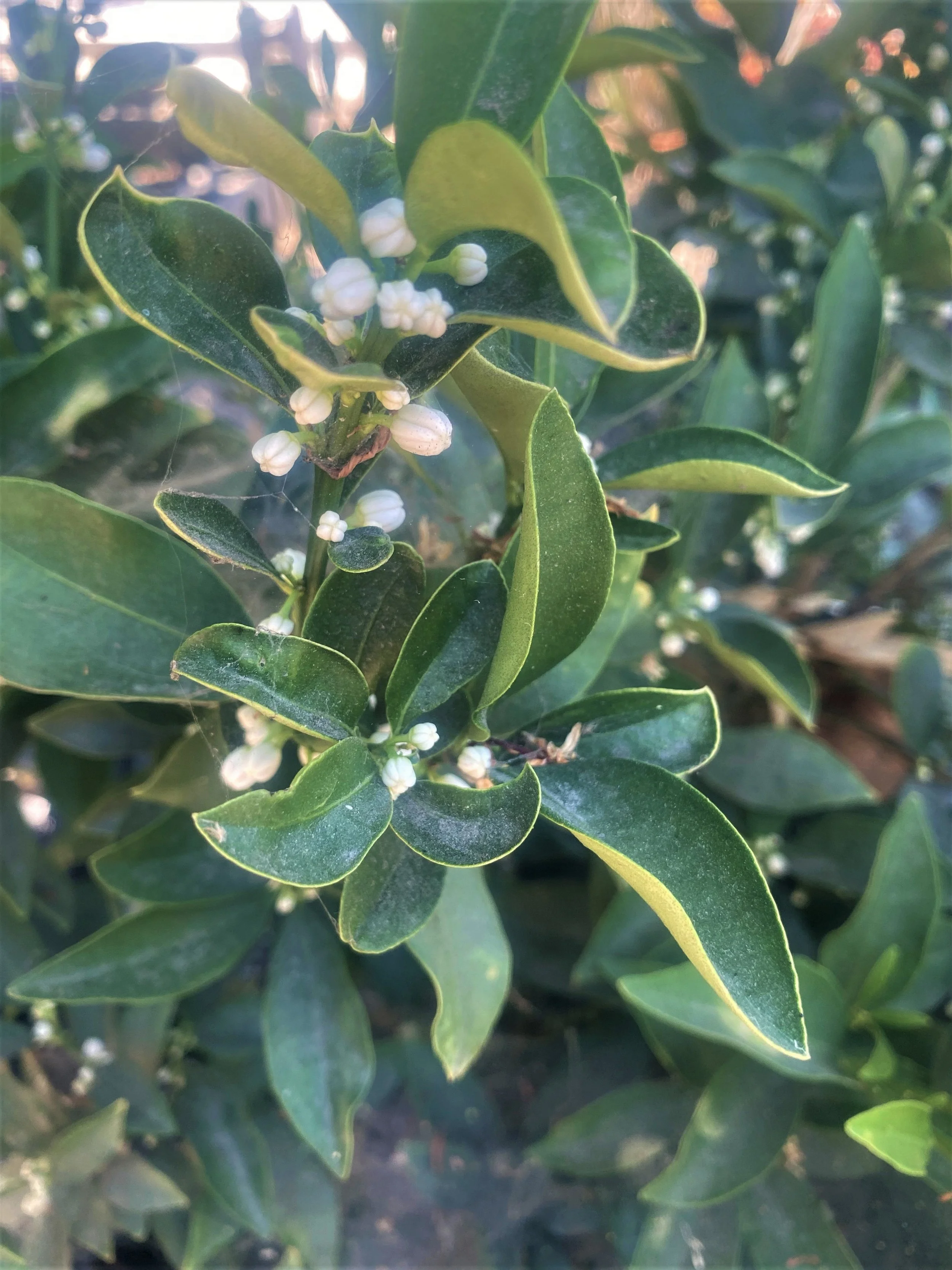 Kumquat beginning to blossom