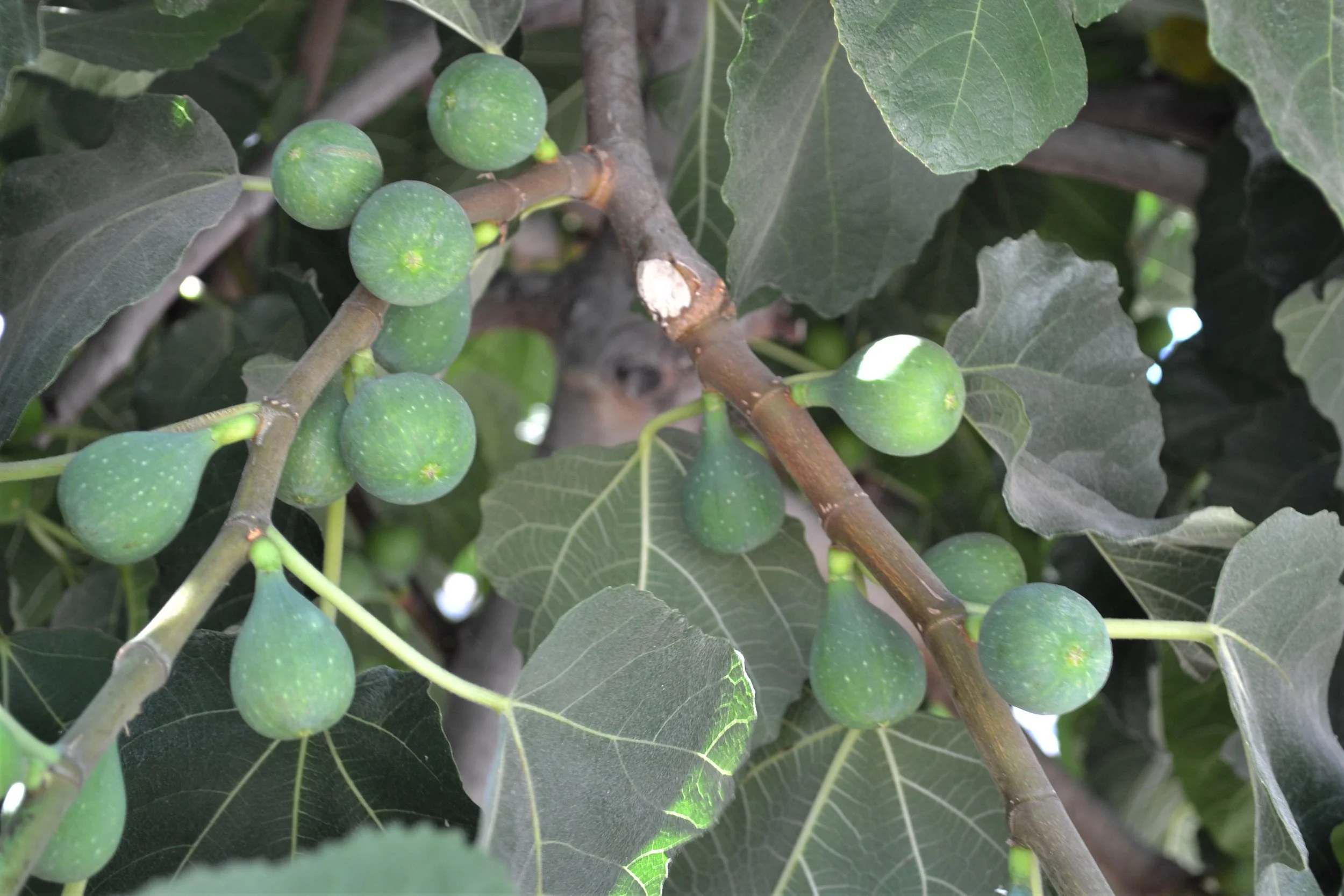  and, of course, fig. 