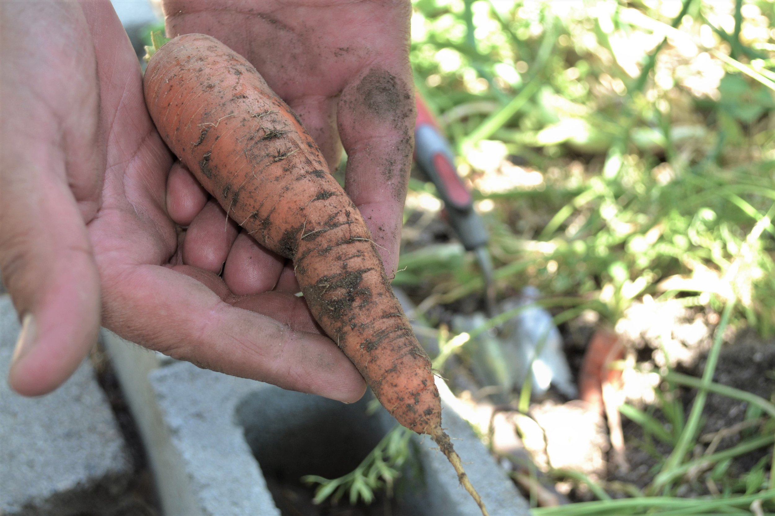 The beds produced beautiful vegetables such as carrots...