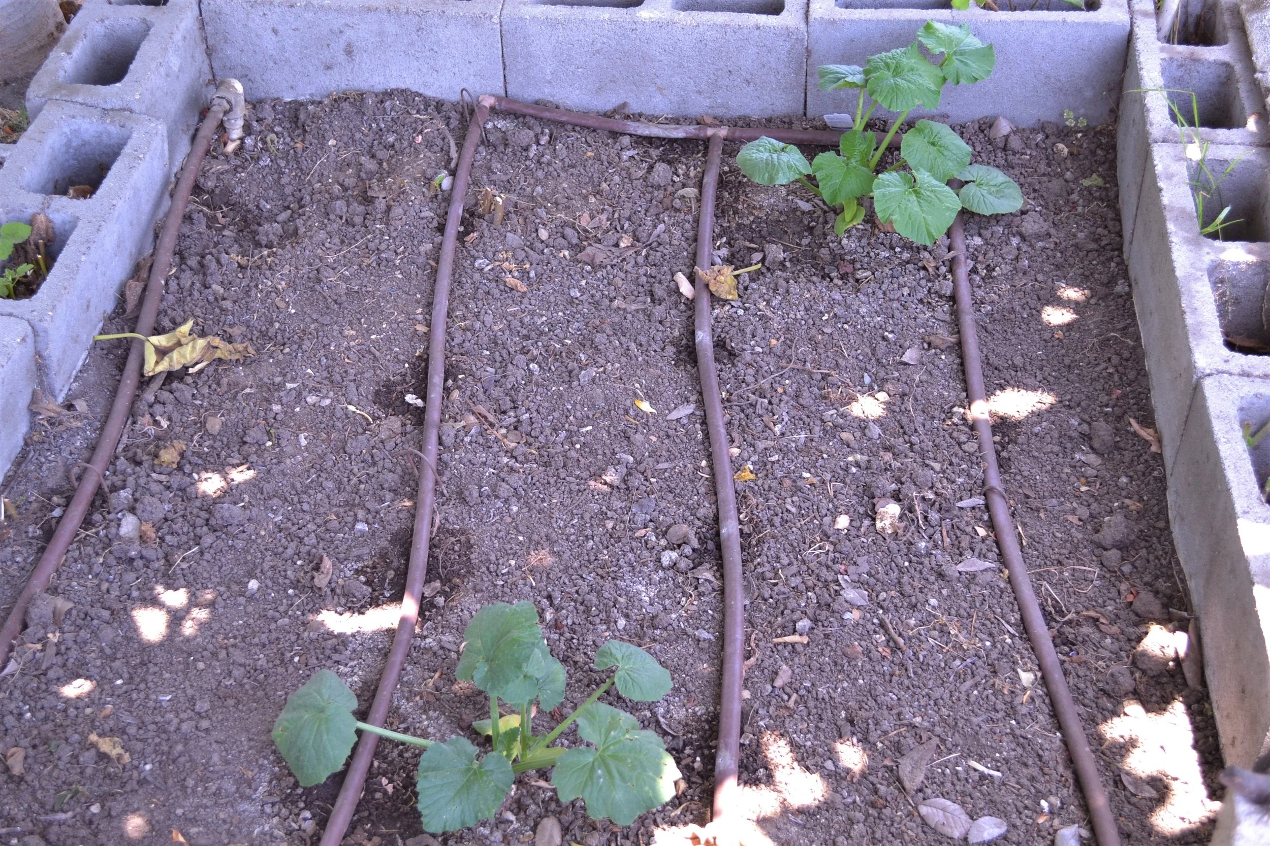 Each raised vegetable bed was equipped with drip hoses.