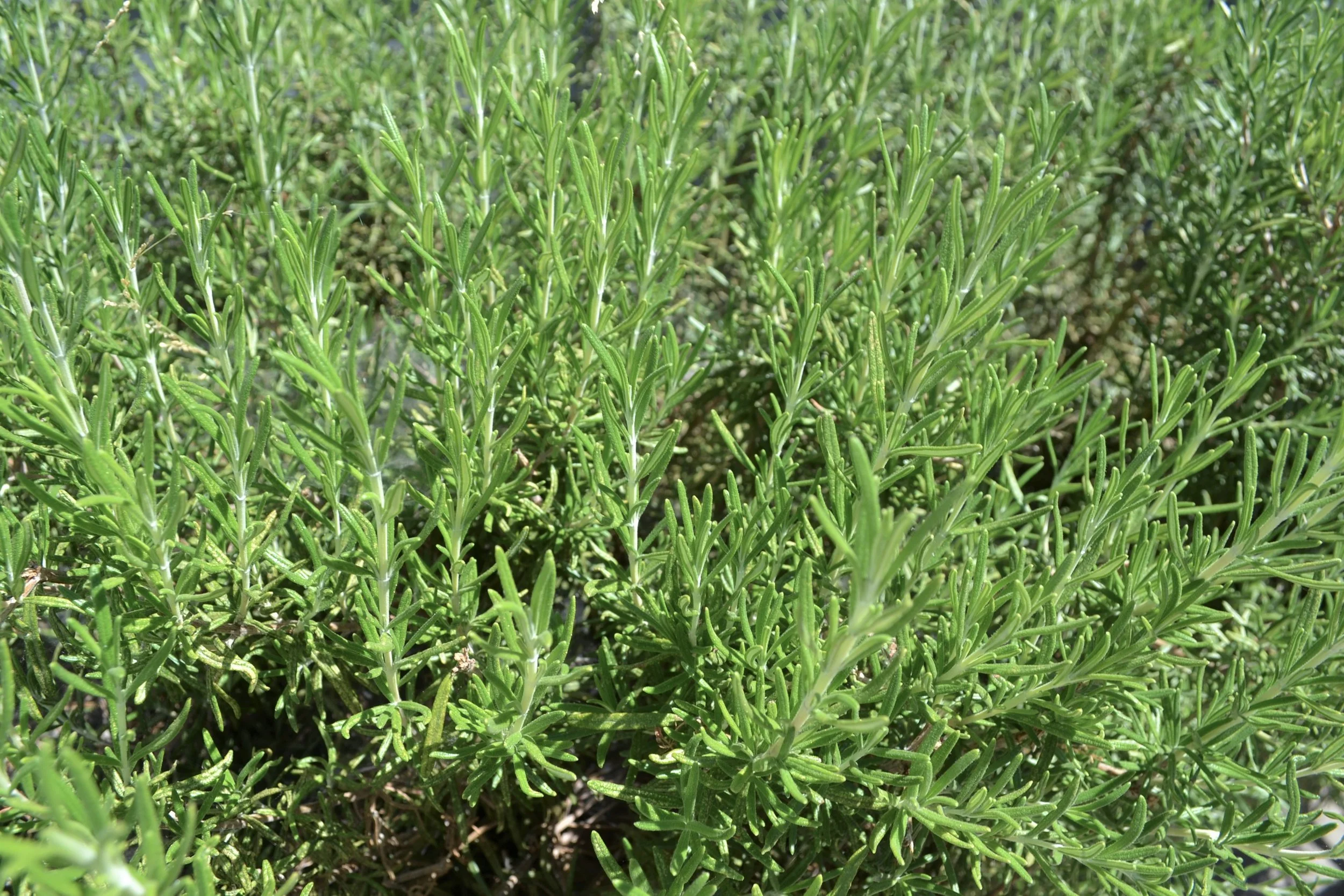  A variety of herbs filled the garden, including rosemary… 