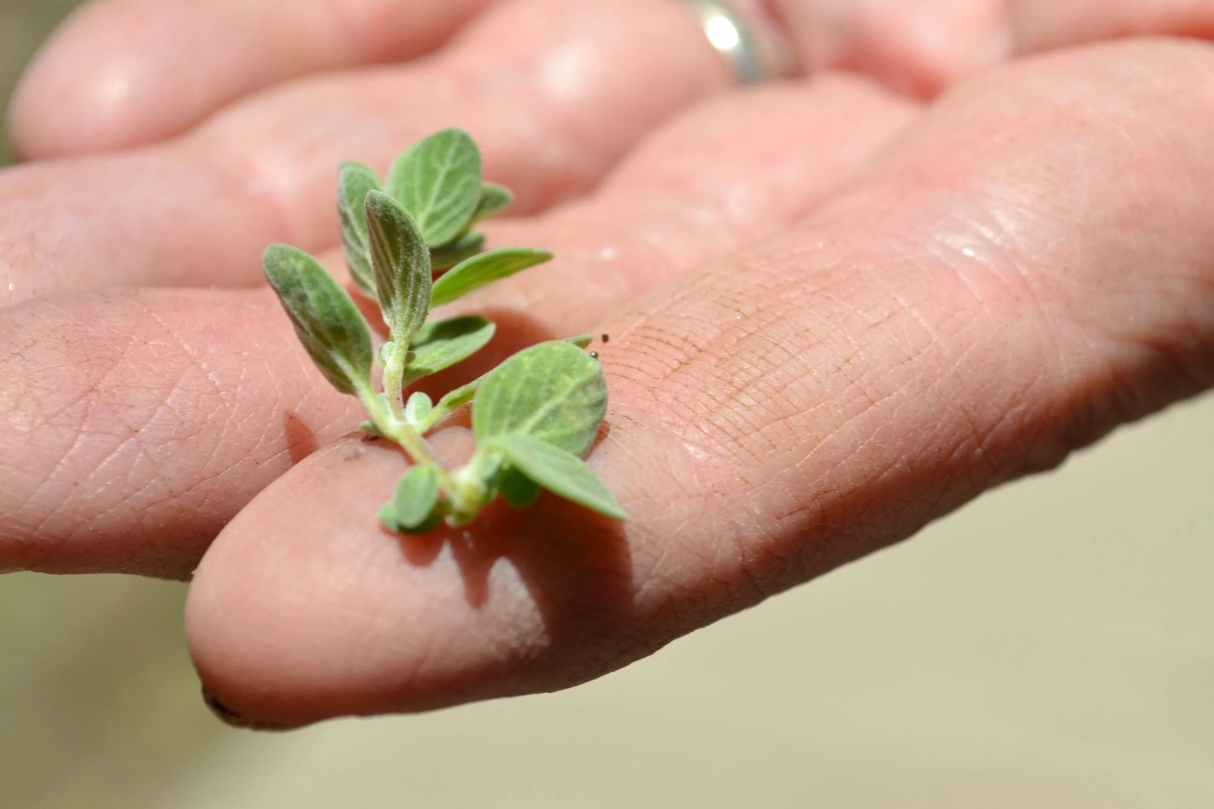  oregano… 