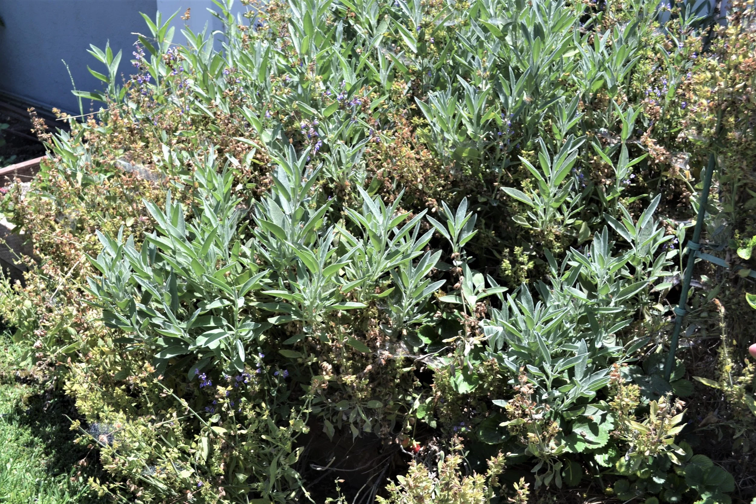  sage… 