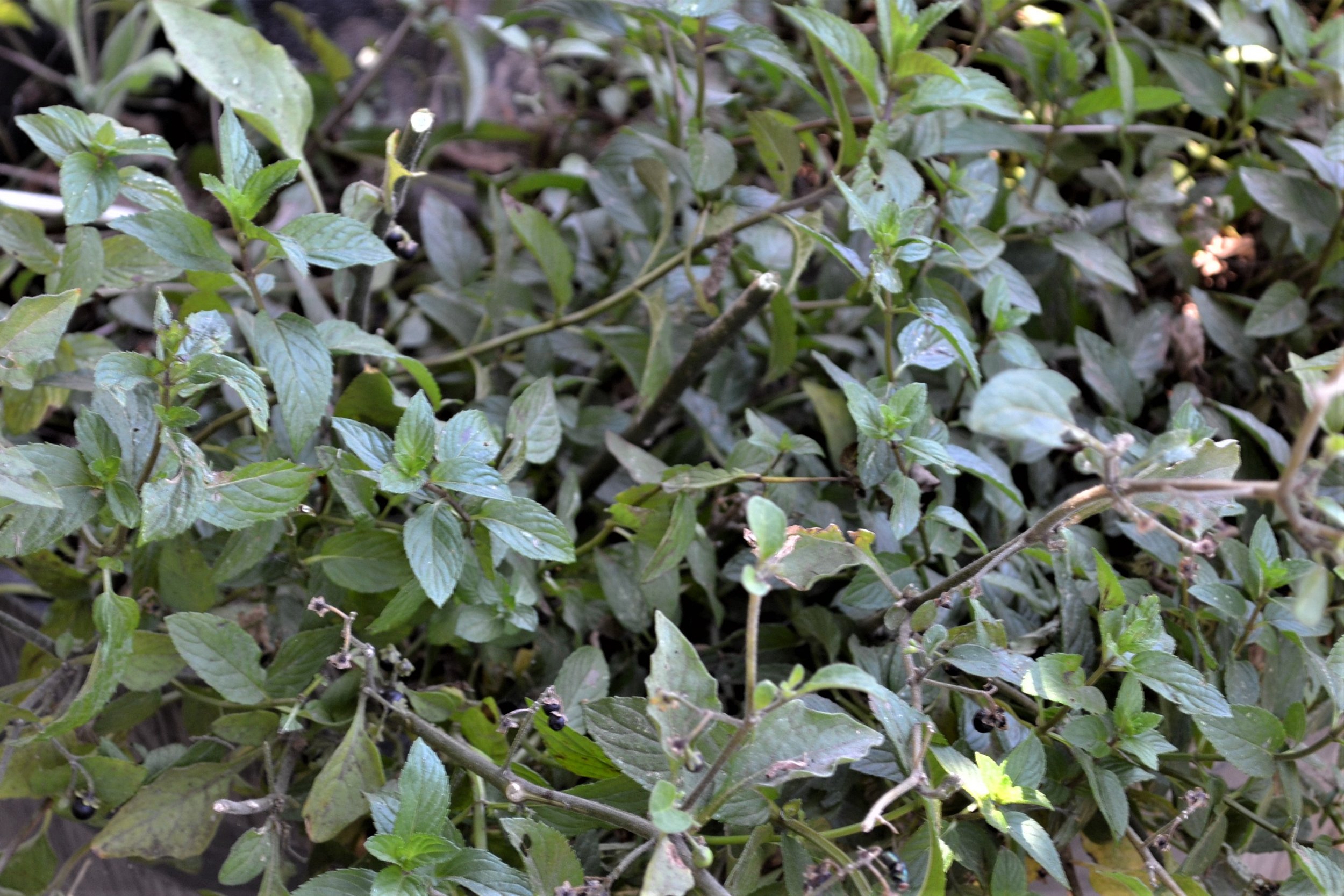  mint… 