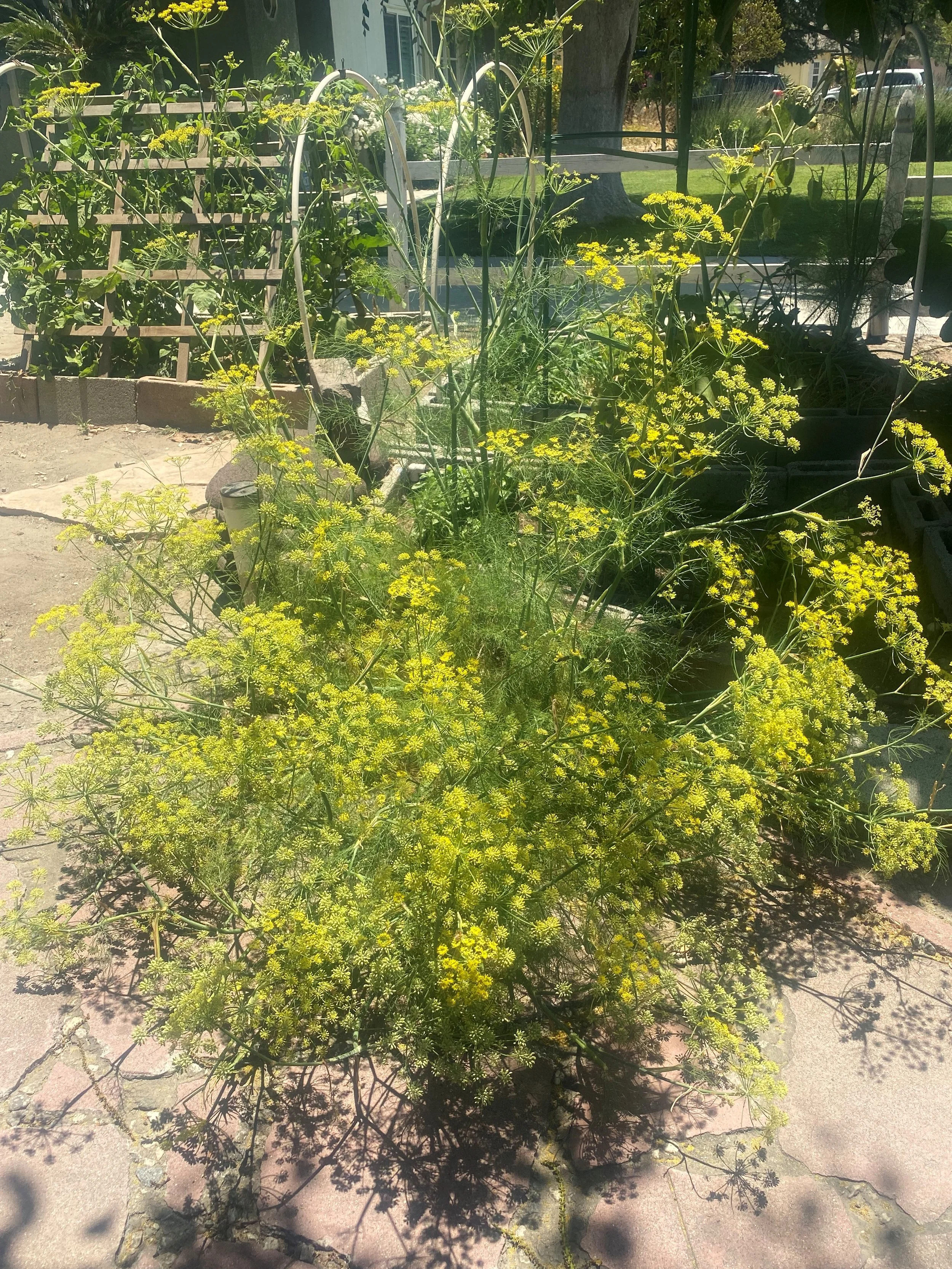  fennel… 